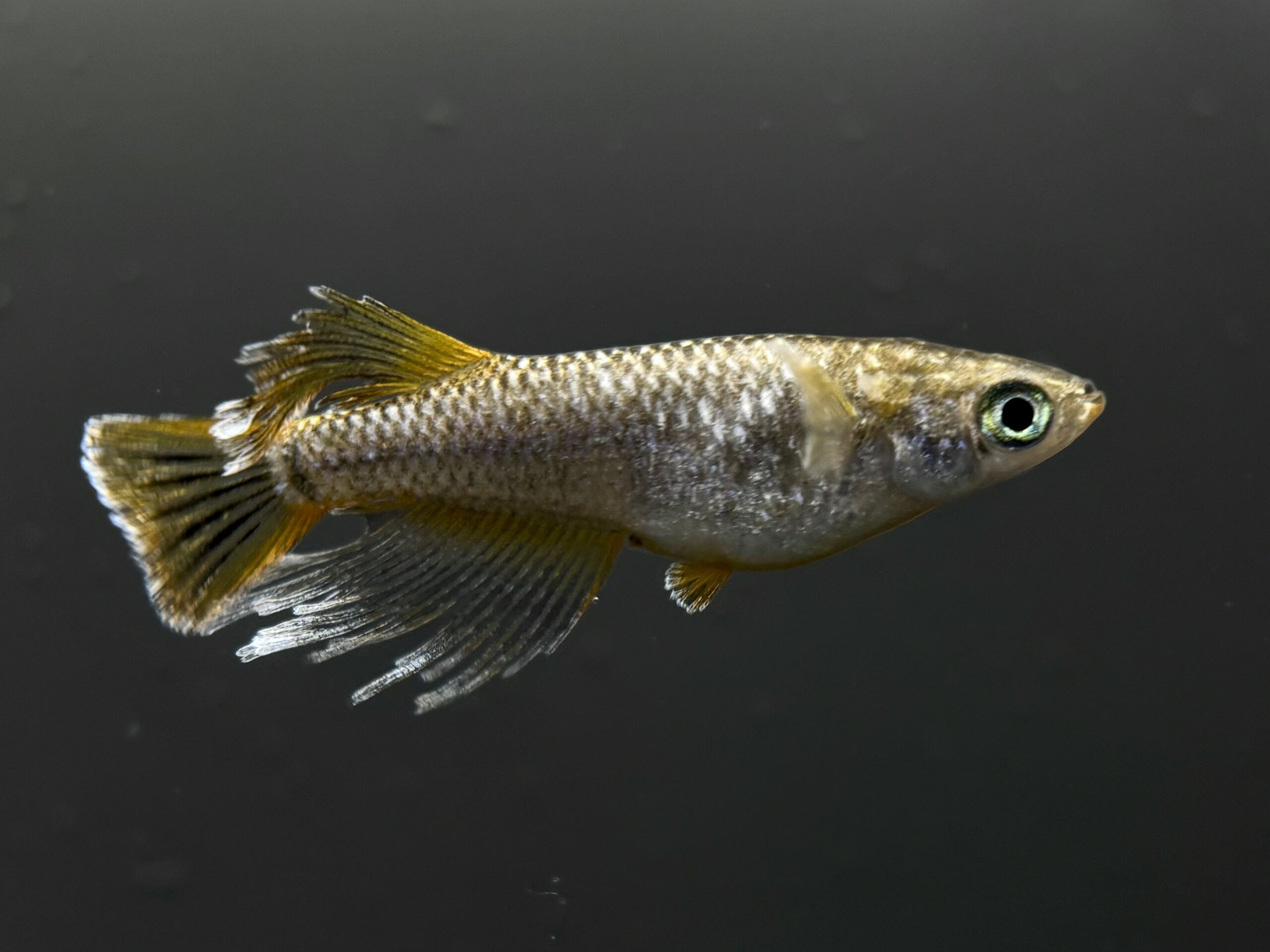 🔥 愛善めだか　グリーム2nd　1ペア(サ) 2/18 21:13終了 [ID:4401]