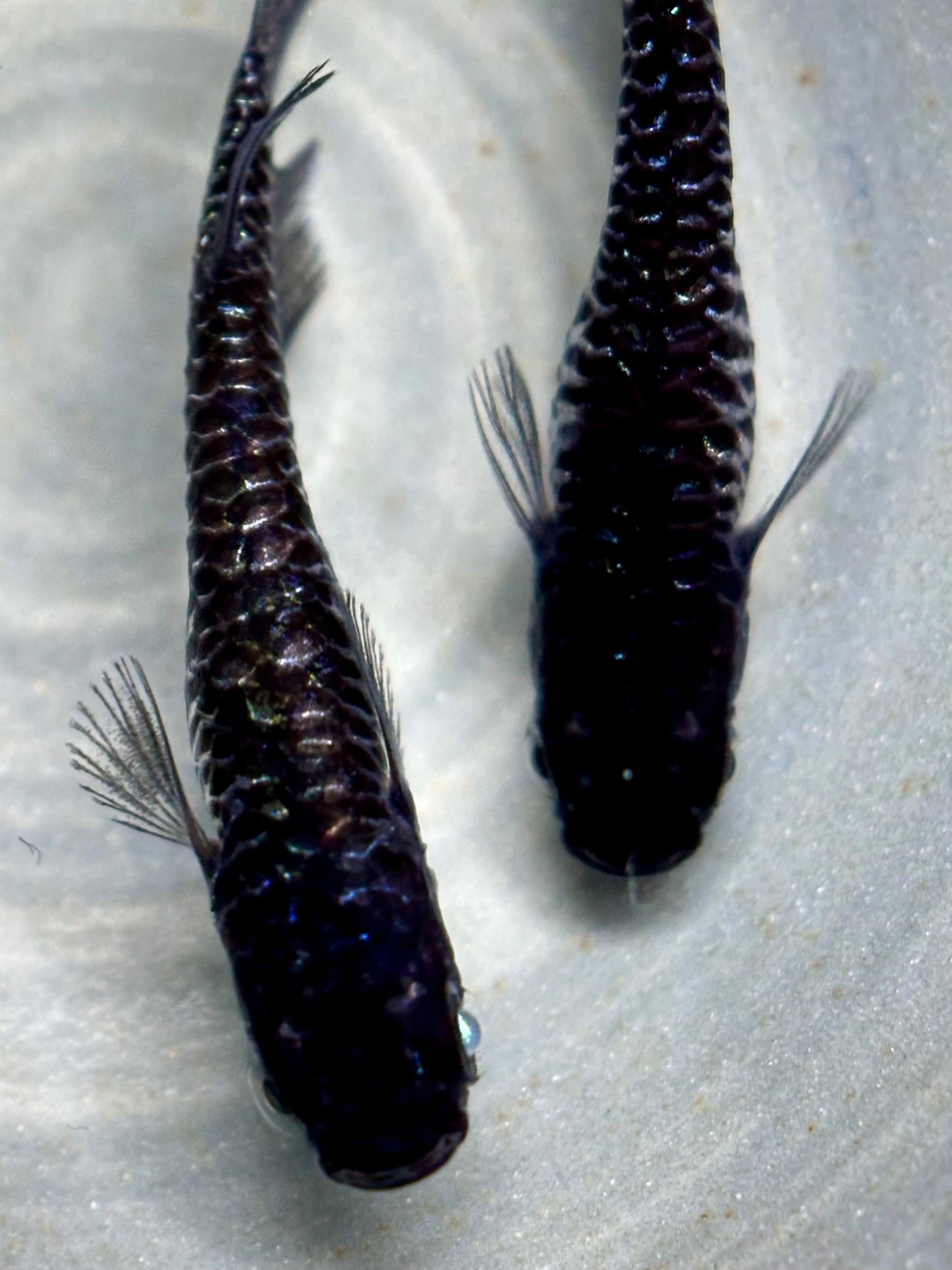 ENNMA東京養魚場　ブラックエッジ　1p 10/12 21:28 [ID:20622]