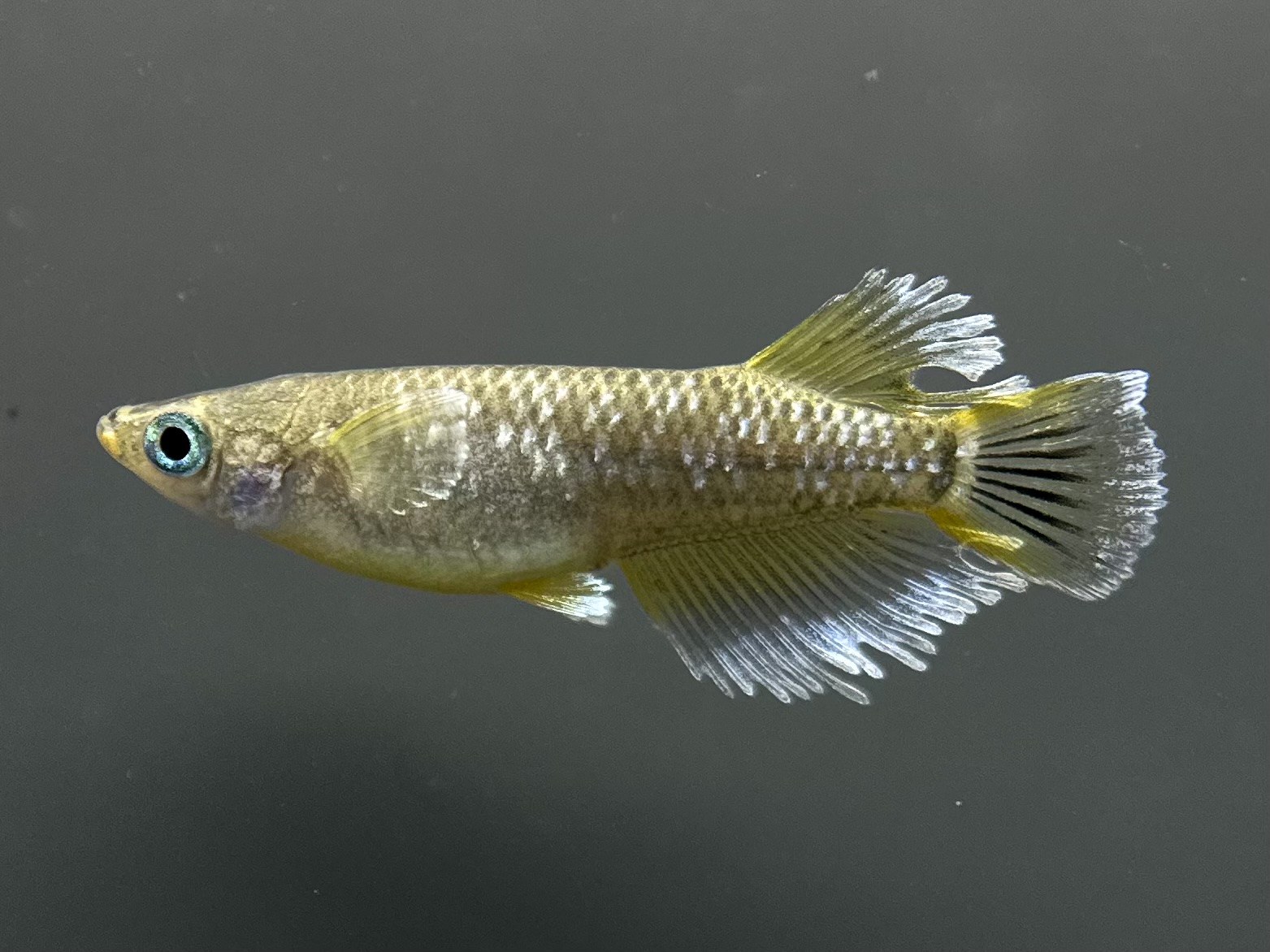 まーぼーブリード　フロマージュ　1ペア(サ) 2/26 21:15終了 [ID:4877]