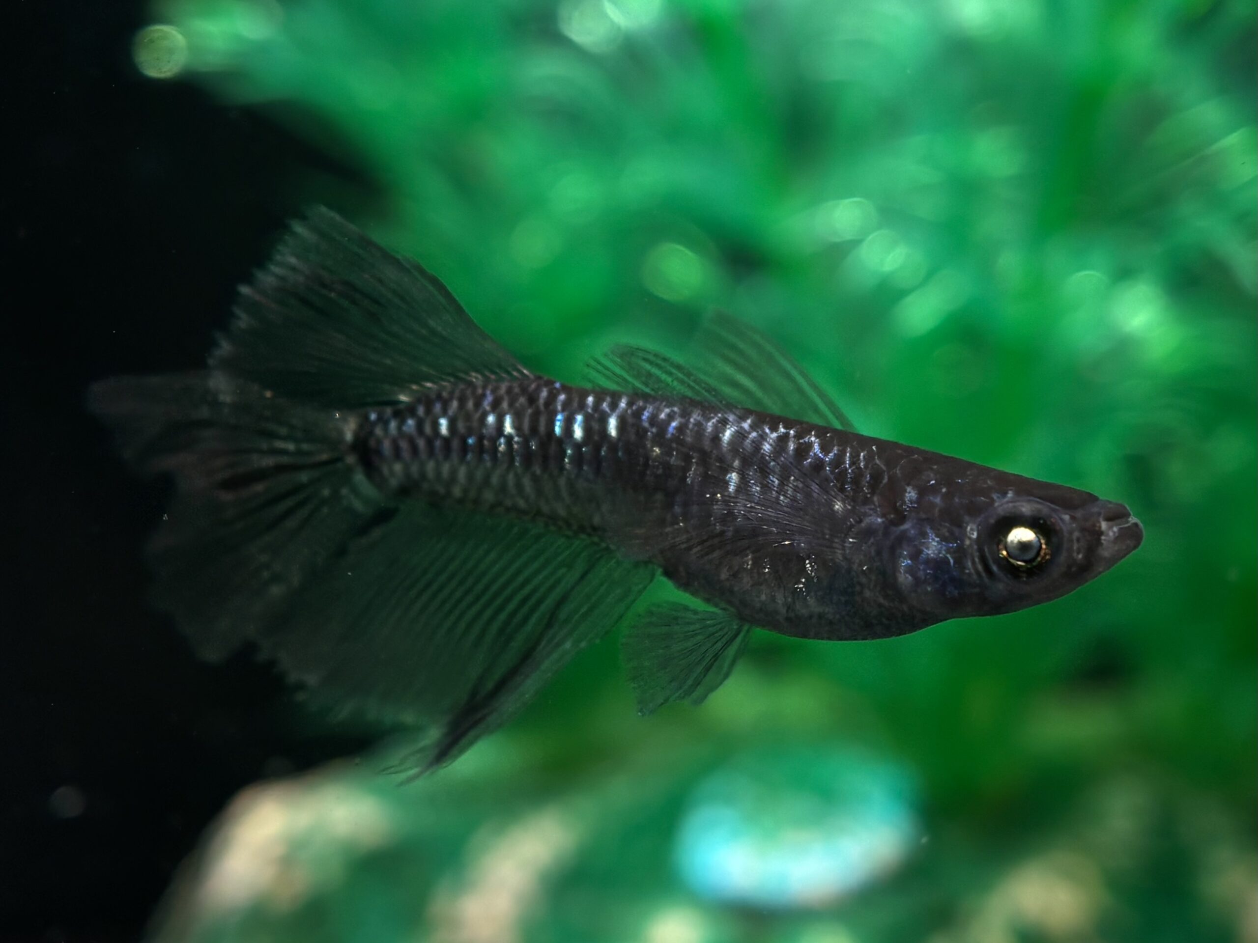 三池めだか　黝冠リアル（メスヘテロ）1ペア (サ) 4/23 21:10終了 [ID:8229]