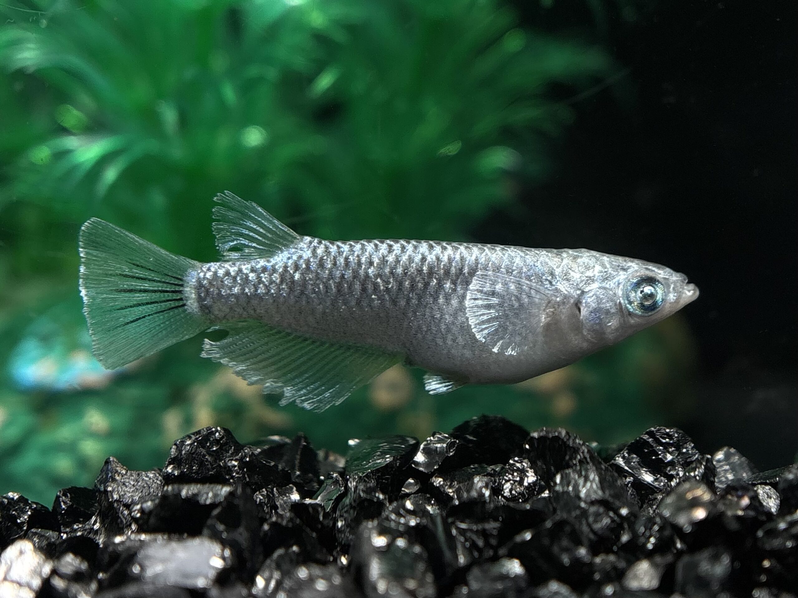 鹿行めだかあっくん　ブリ銀　1ペア (サ) 4/23 21:15終了 [ID:8238]