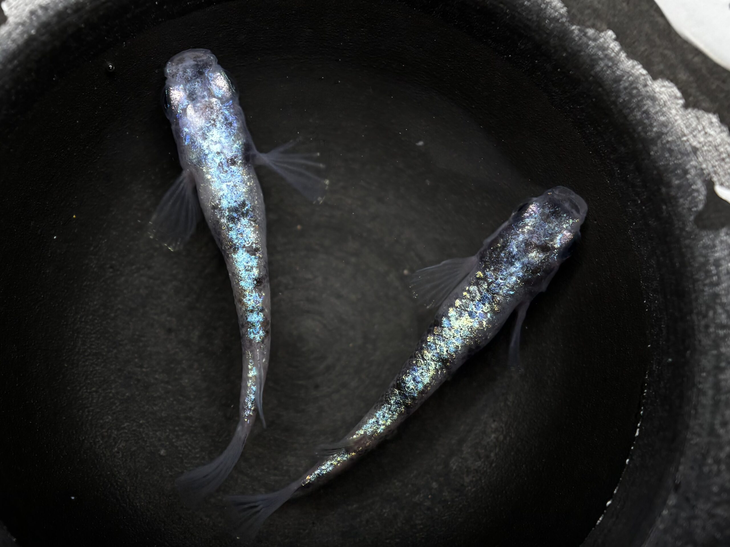 🔥 45めだか　倭寇蒼天　1ペア(サ) 2/20 21:13終了 [ID:4632]