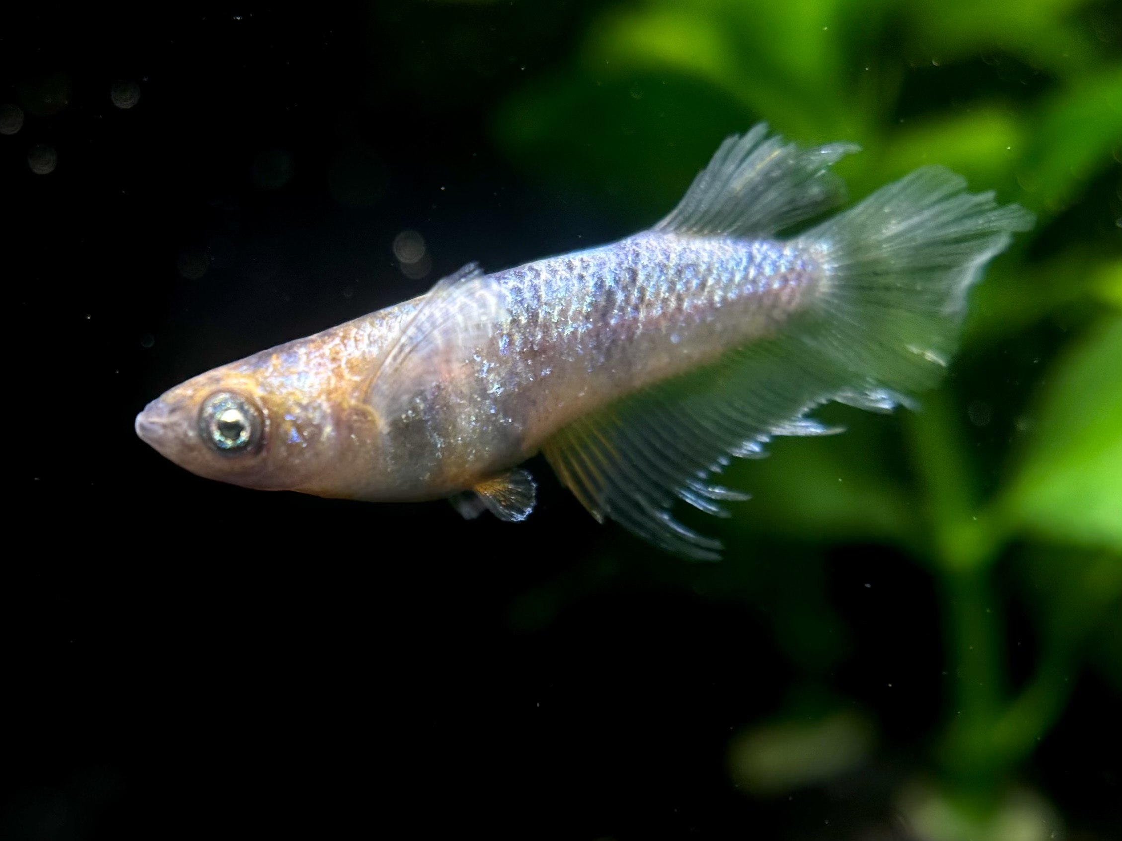 ⭐注目 フジアクアグリーン神戸　初出品)美匠三色　1p10/14 21:24 [ID:20705]