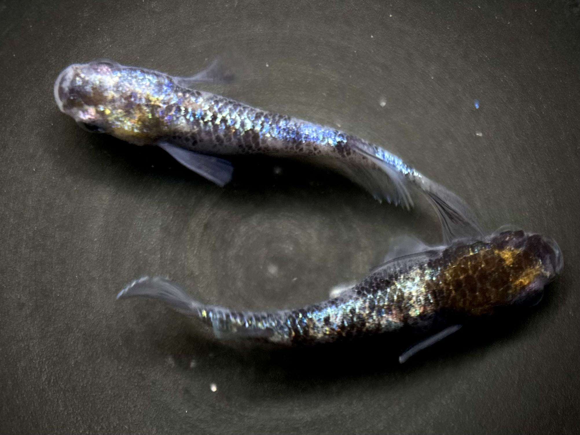 🔥 ハロメダカ　バカラ三色　1p 10/14 21:36 [ID:20730]