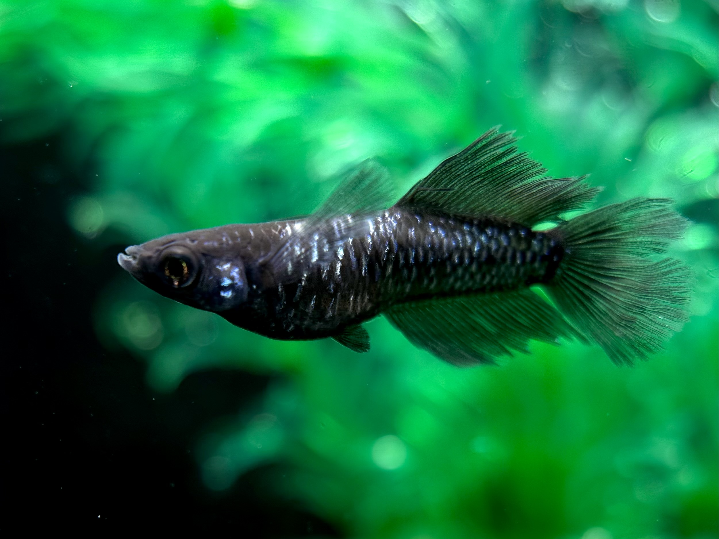 🔥 三池めだか　黝冠リアルヒカリ体型　1ペア　2/28 21:25終了 [ID:5012]