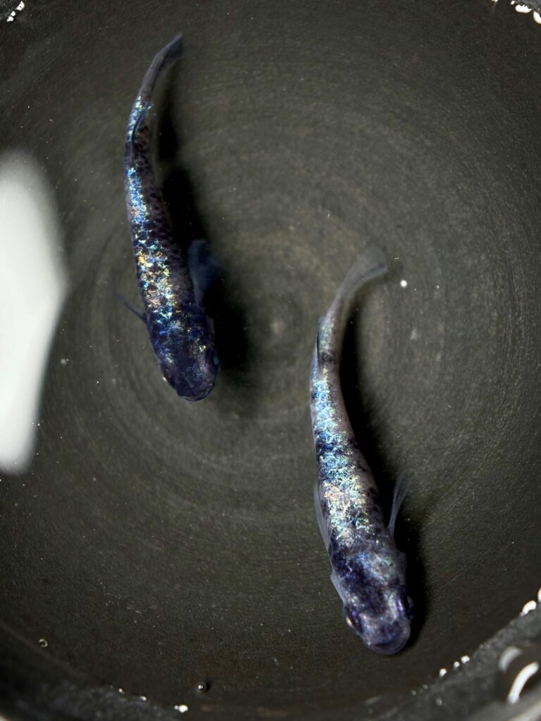 ENNMA東京養魚場　和墨龍　1p 10/14 21:37 [ID:20738]