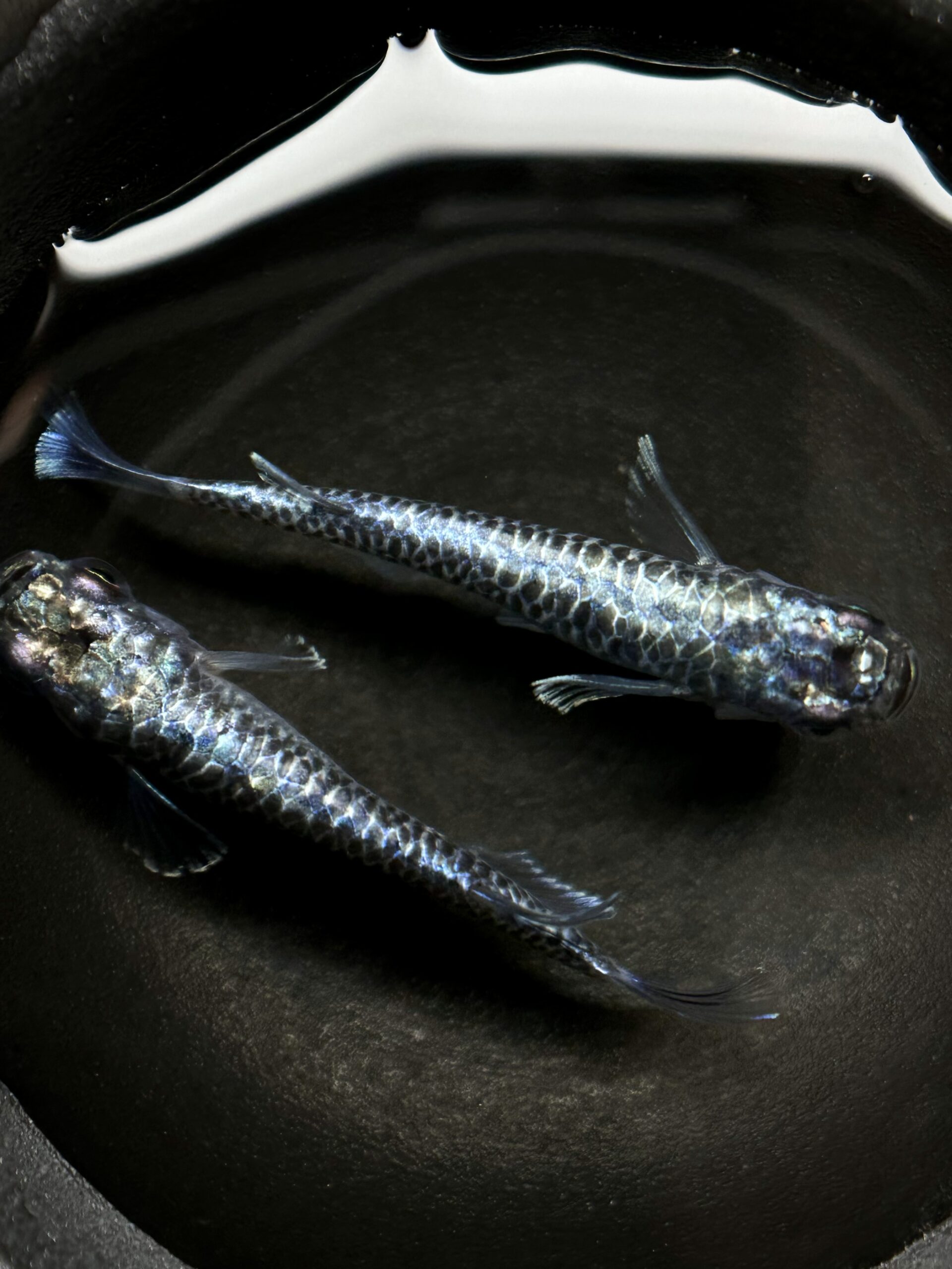 🔥 無限めだか　龍鱗　1ペア　2/28 21:15終了 [ID:4991]