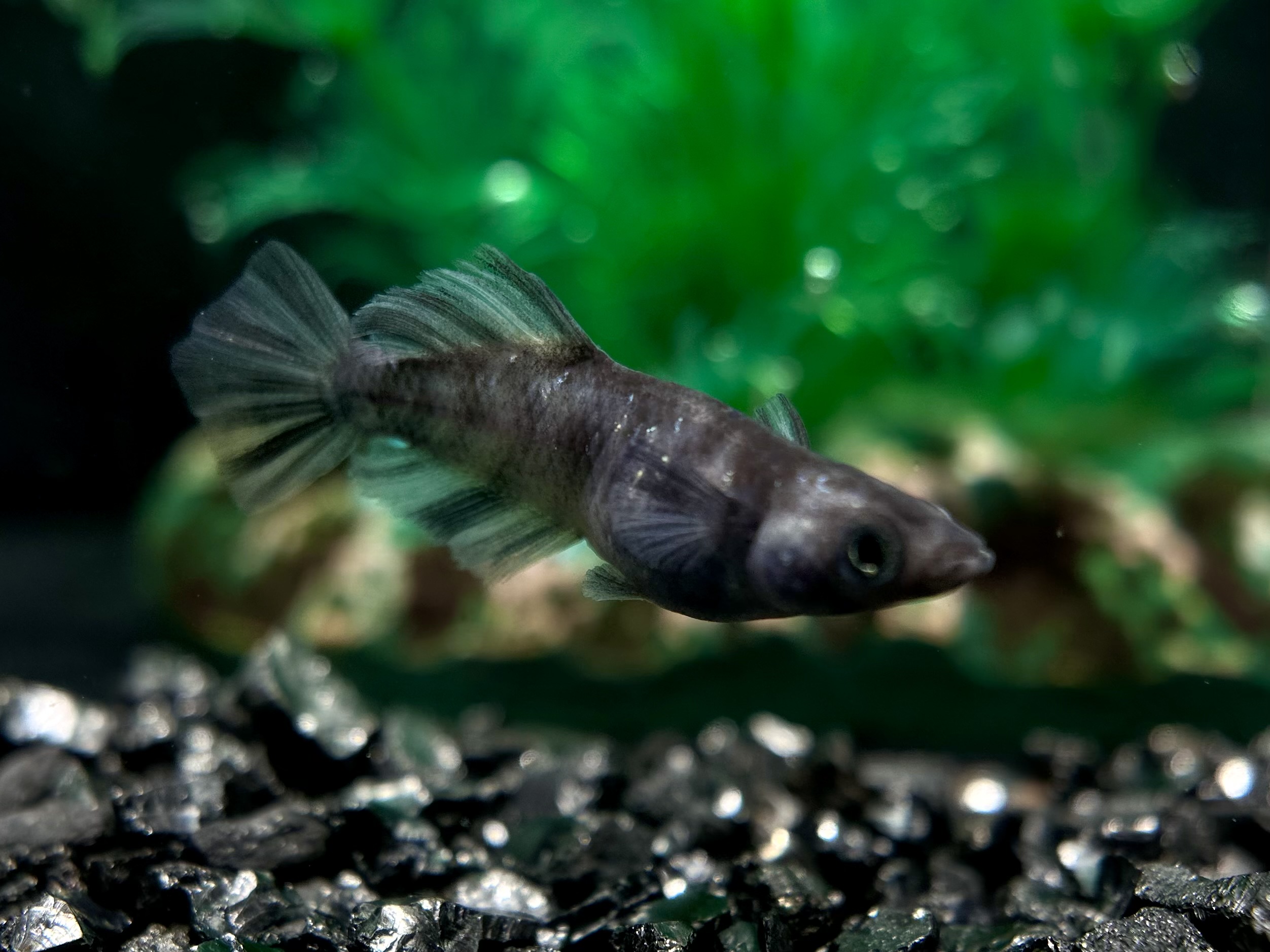 🔥 三池めだか　白黝　1ペア　2/28 21:23終了 [ID:5028]