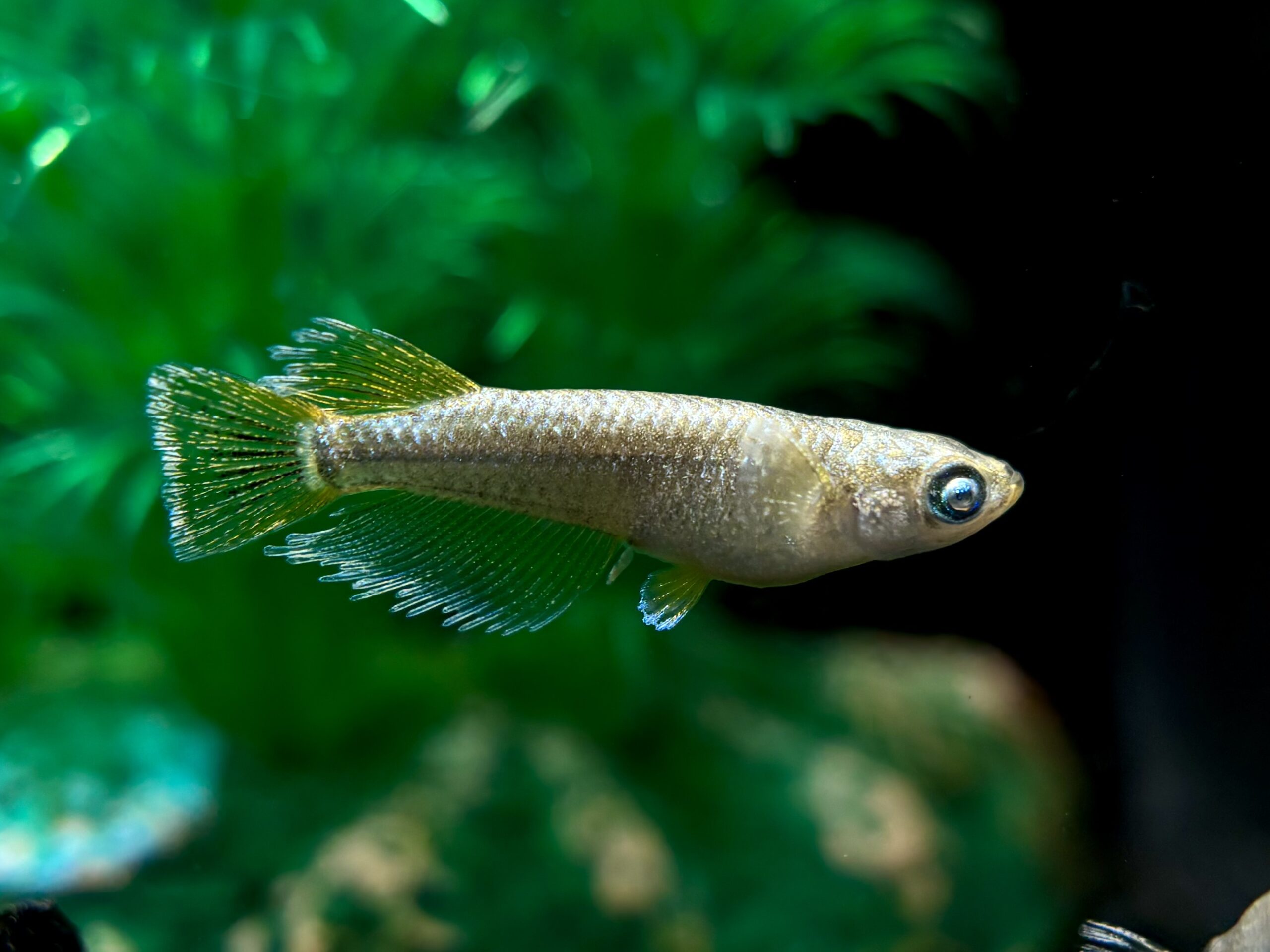 垂水政治氏　フロマージュ系アースアイ　1ペア (サ) 4/23 21:20終了 [ID:8249]