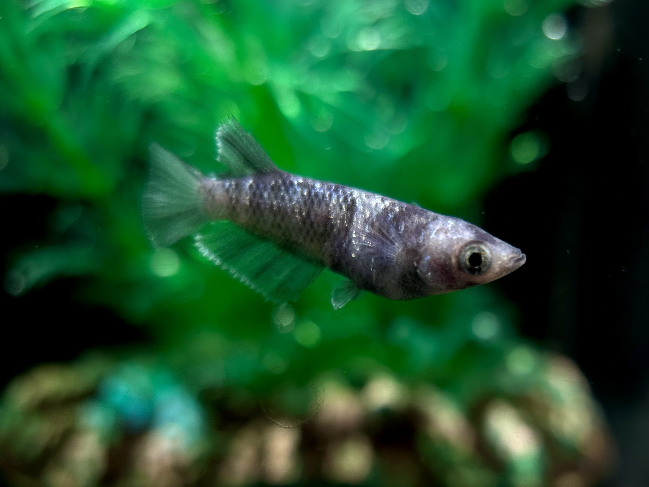 🔥 三池めだか　黝輝メジェドvol.2　1ペア　2/28 21:18終了 [ID:5019]