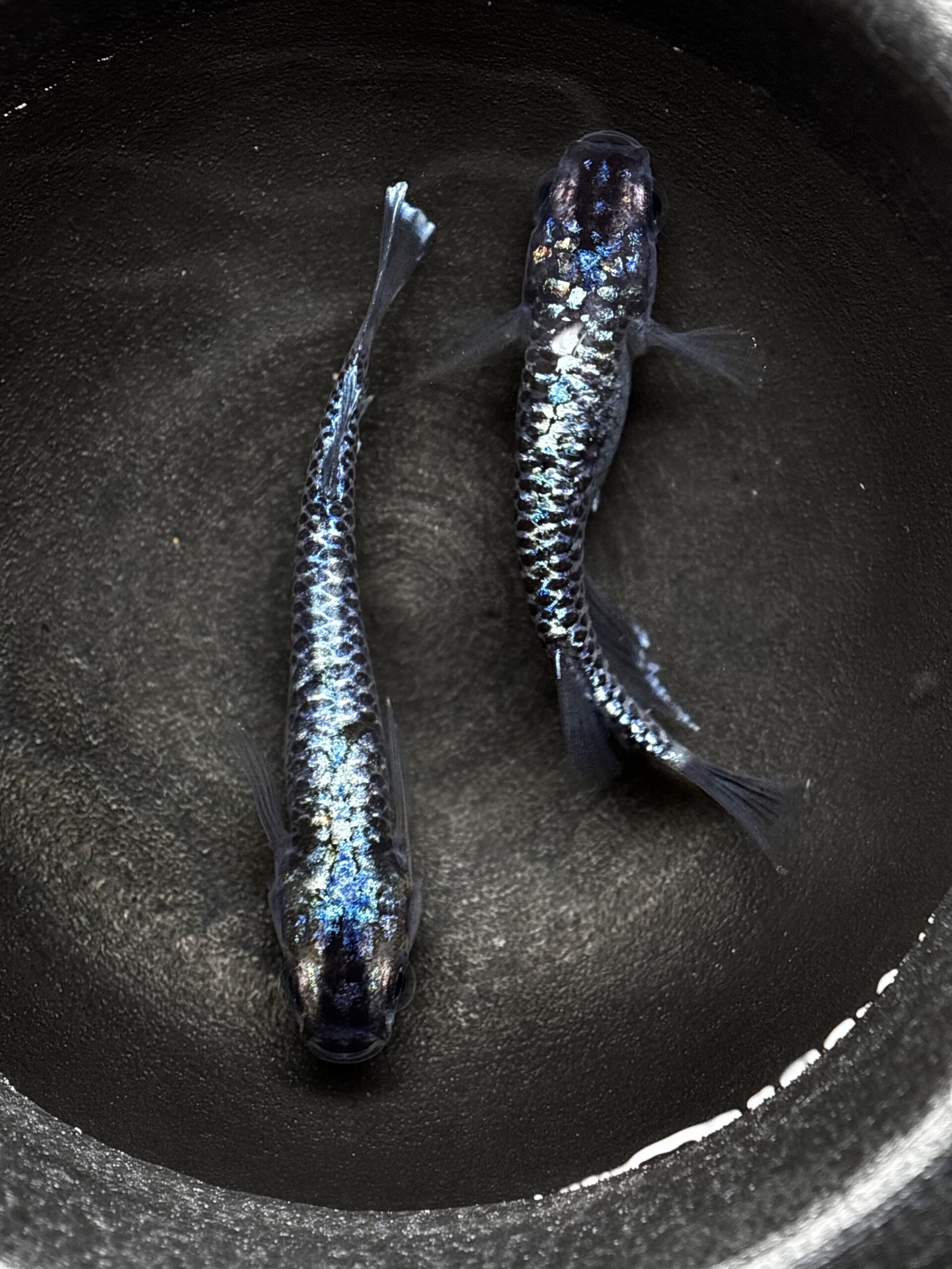 🔥 垂水氏ブリード　スパングル　1ペア(サ) 2/21 21:25終了 [ID:4652]