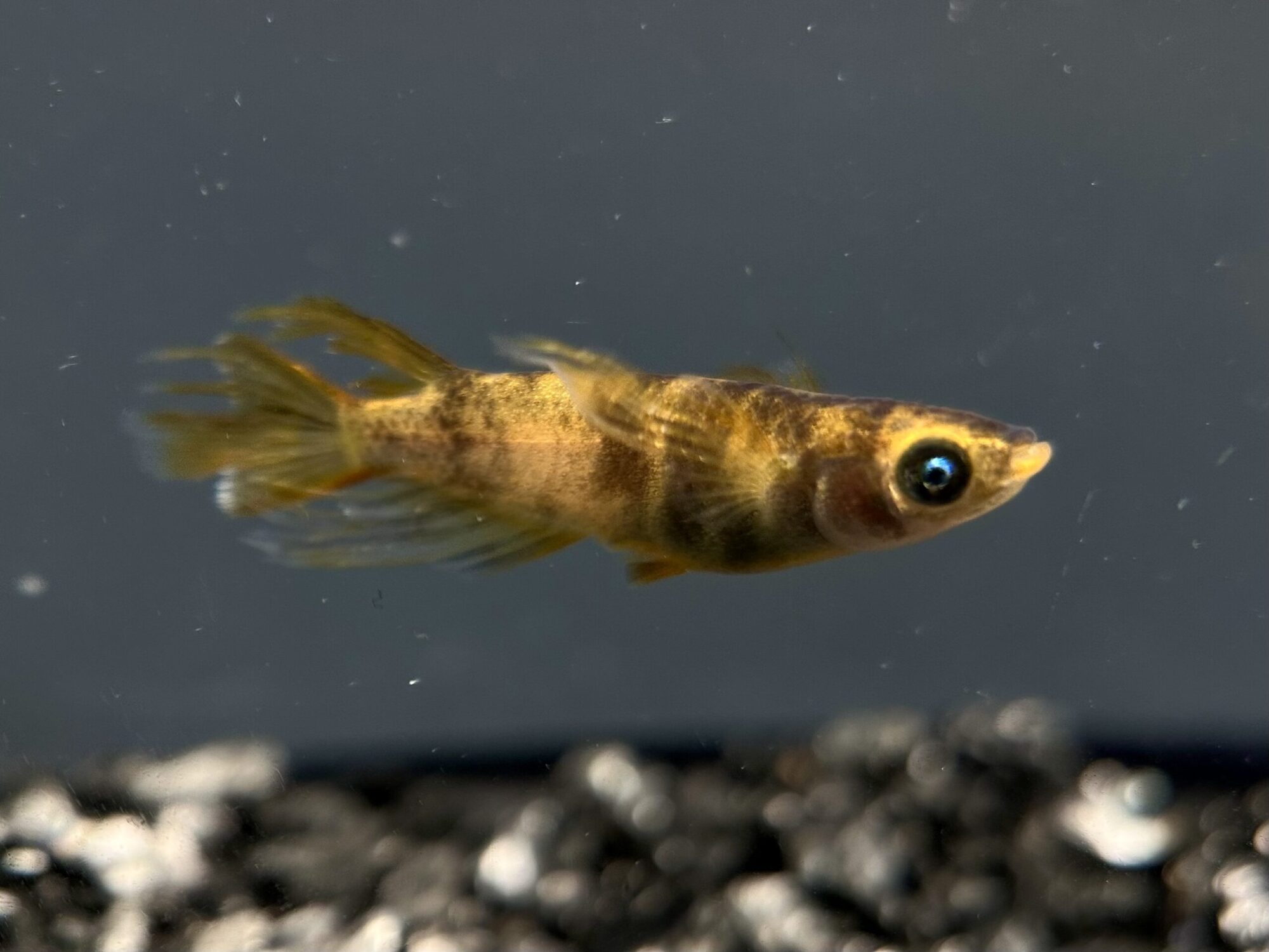 🔥 直めだか　虎ヒレ長　1p 5/4 21:13 [ID:8954]