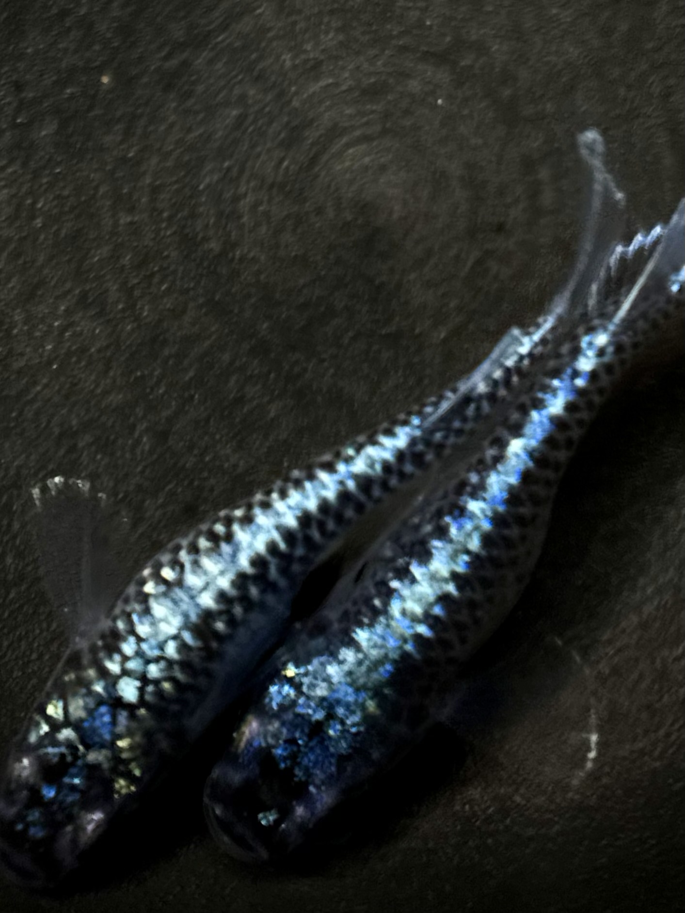 🔥 垂水政治氏　スパングル　1ペア　2/28 21:20終了 [ID:5002]