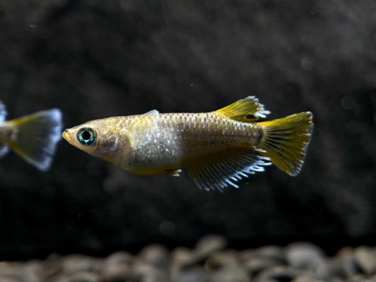 ENNMA東京養魚場) フロブリ　1ペア (サ) 10/16 21:15終了 [ID:20861]