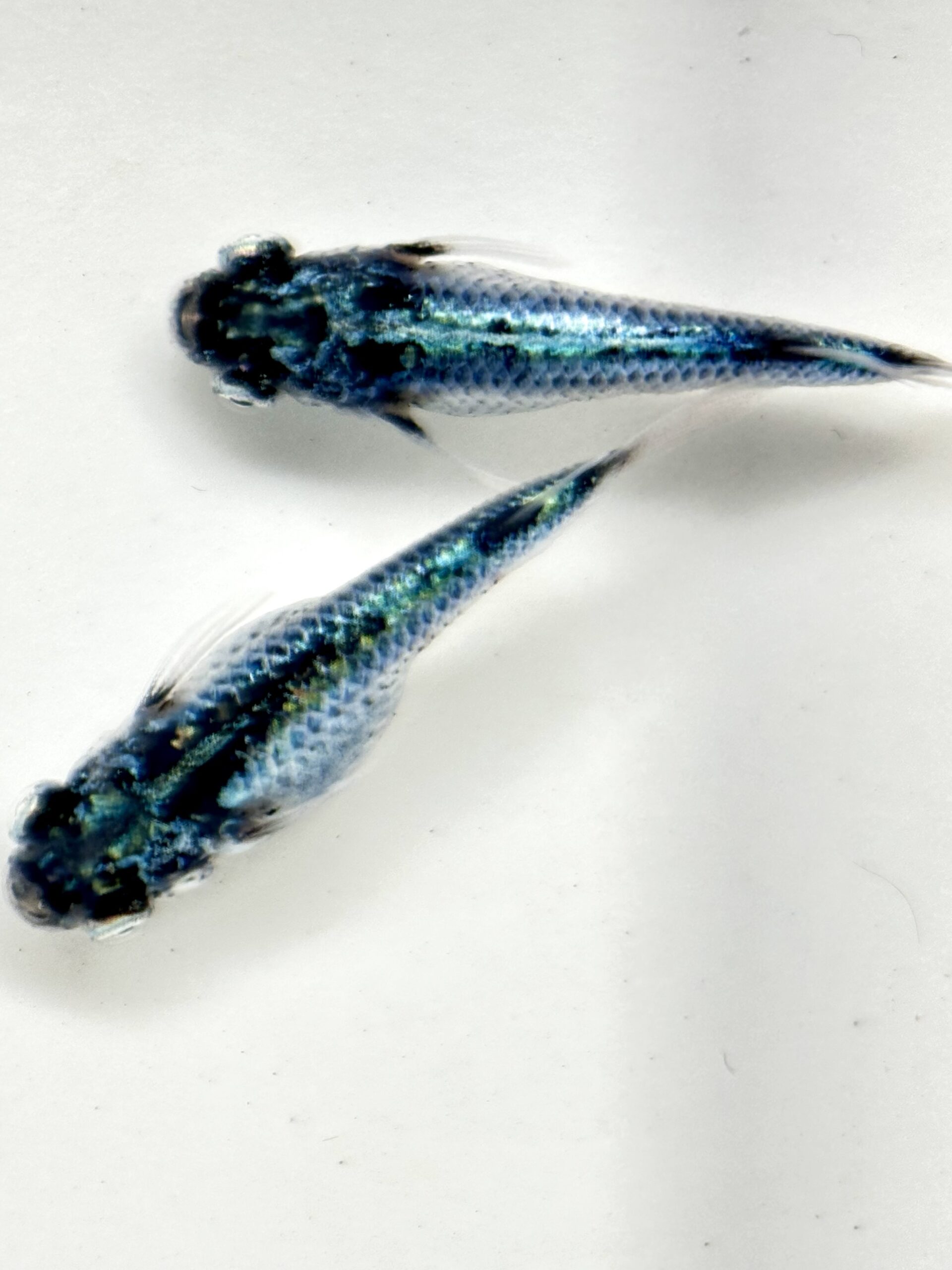 🔥 西郷めだか　藍　1ペア　2/28 21:10終了 [ID:4982]