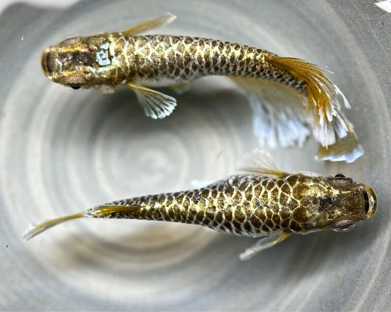 Anonmouskillifish 初出品ゴールデンアワー　1p 10/16 21:30 [ID:20833]