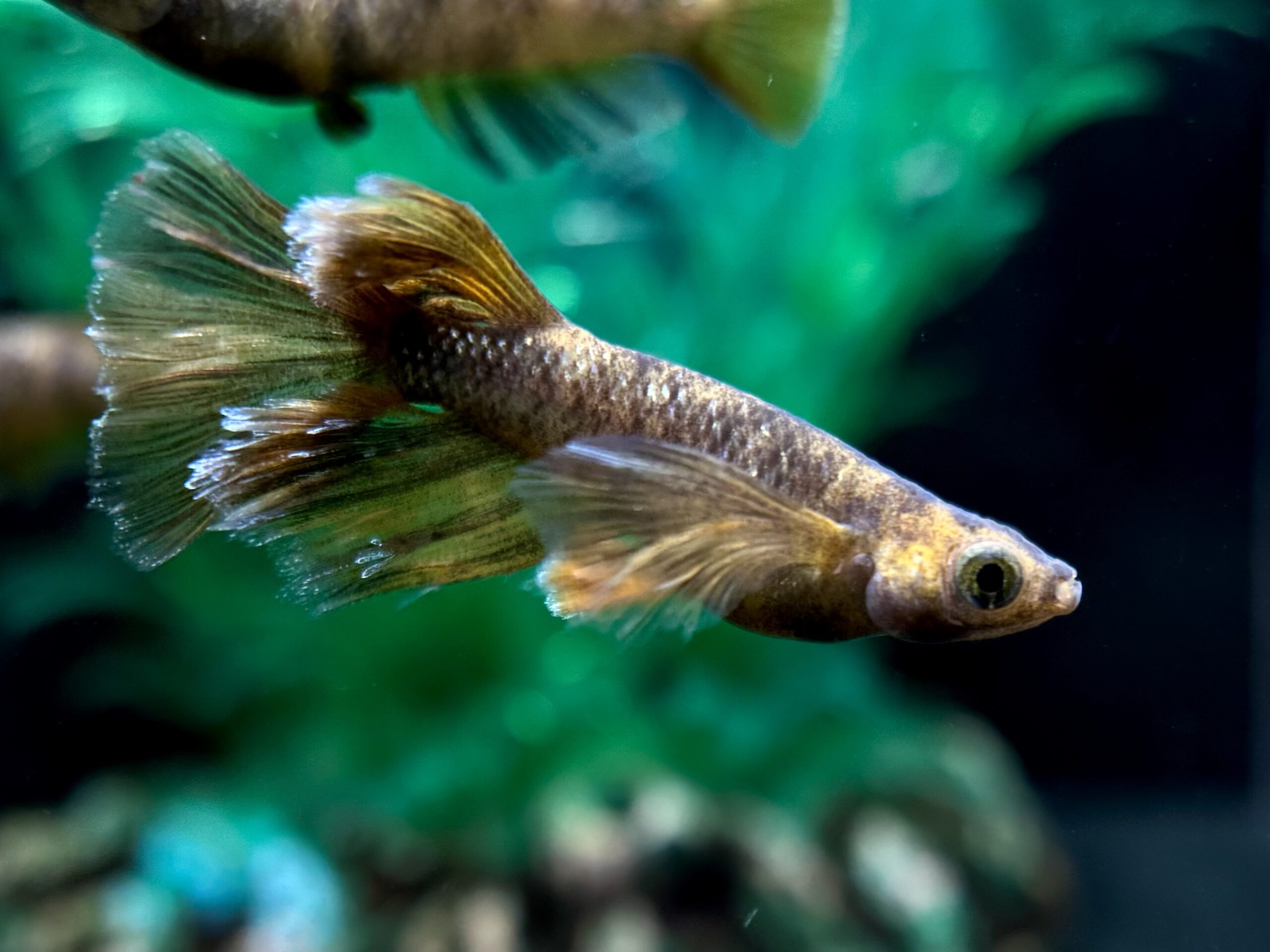 🔥 河めだか　シグマ オス1+ヘテロオス1メス2 　3/4　21:13終了 [ID:5116]