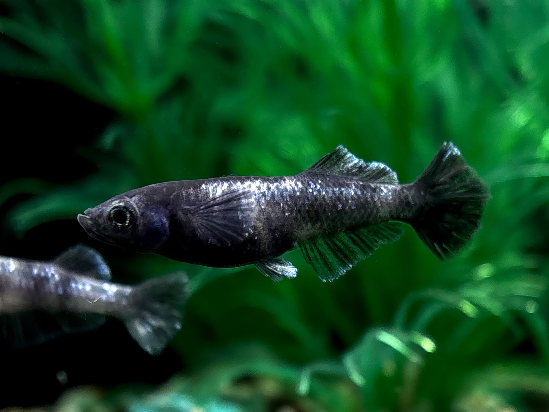 🔥 大河めだかブリード　MWR00×黝輝　オス1 メス3 (サ) 3/2 21:10終了 [ID:5071]