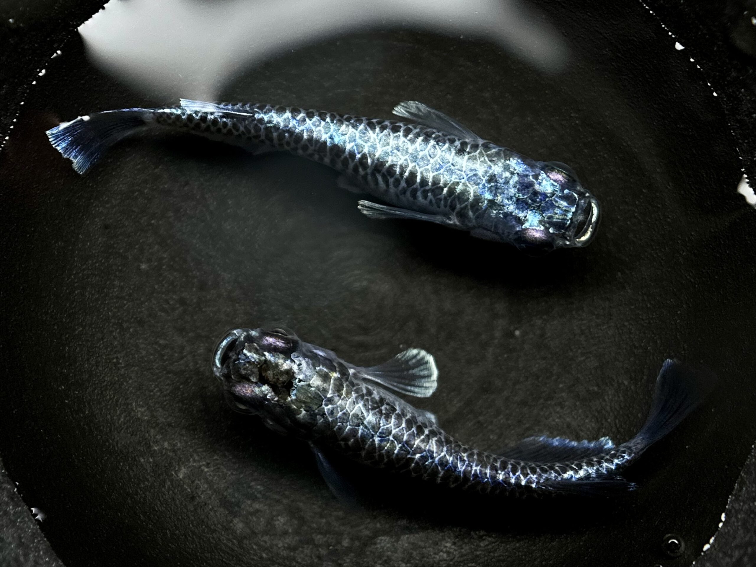 🔥 無限めだか　龍鱗　1ペア(サ) 3/4 21:15終了 [ID:5127]