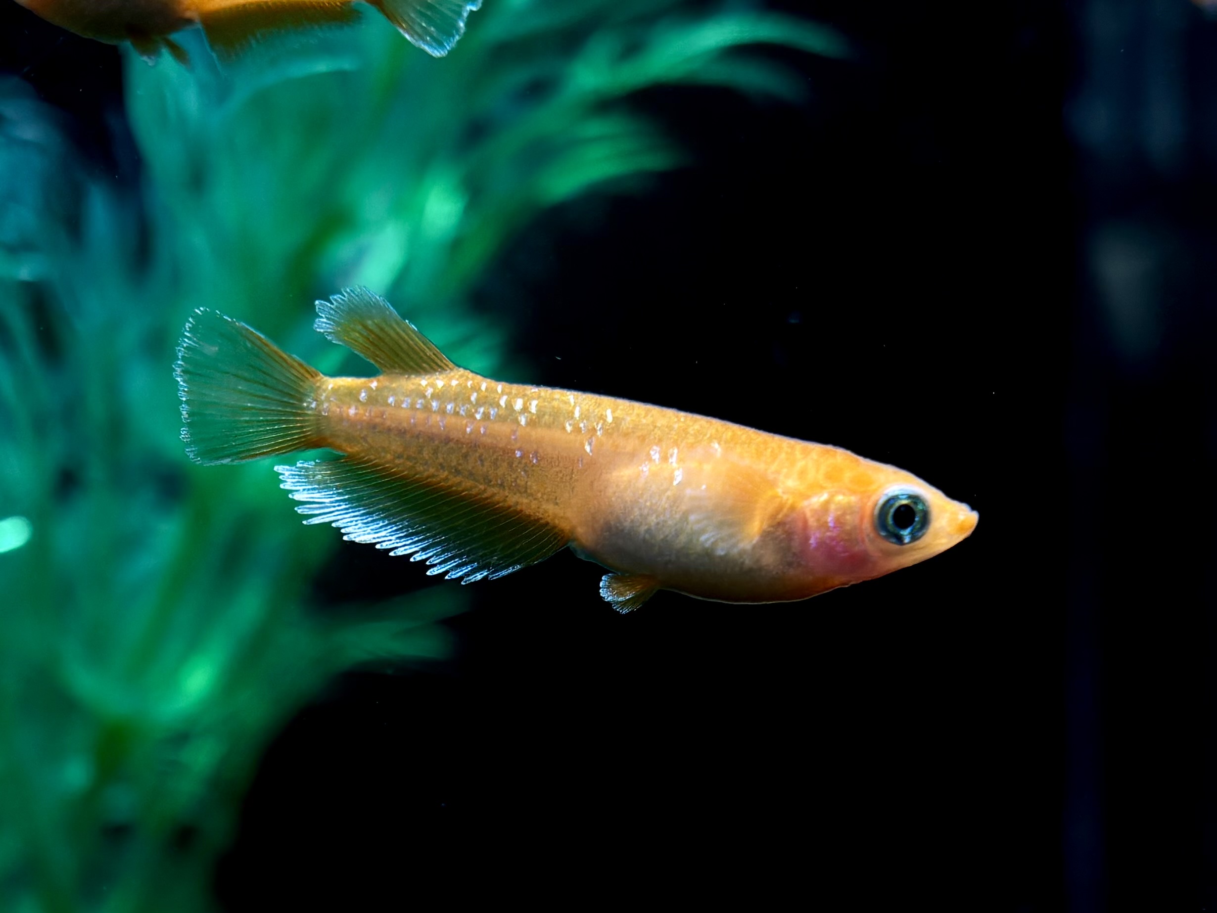 🔥 大河めだかブリード　サンセットダイヤ　オス1 メス2 (サ) 3/2 21:15終了 [ID:5076]