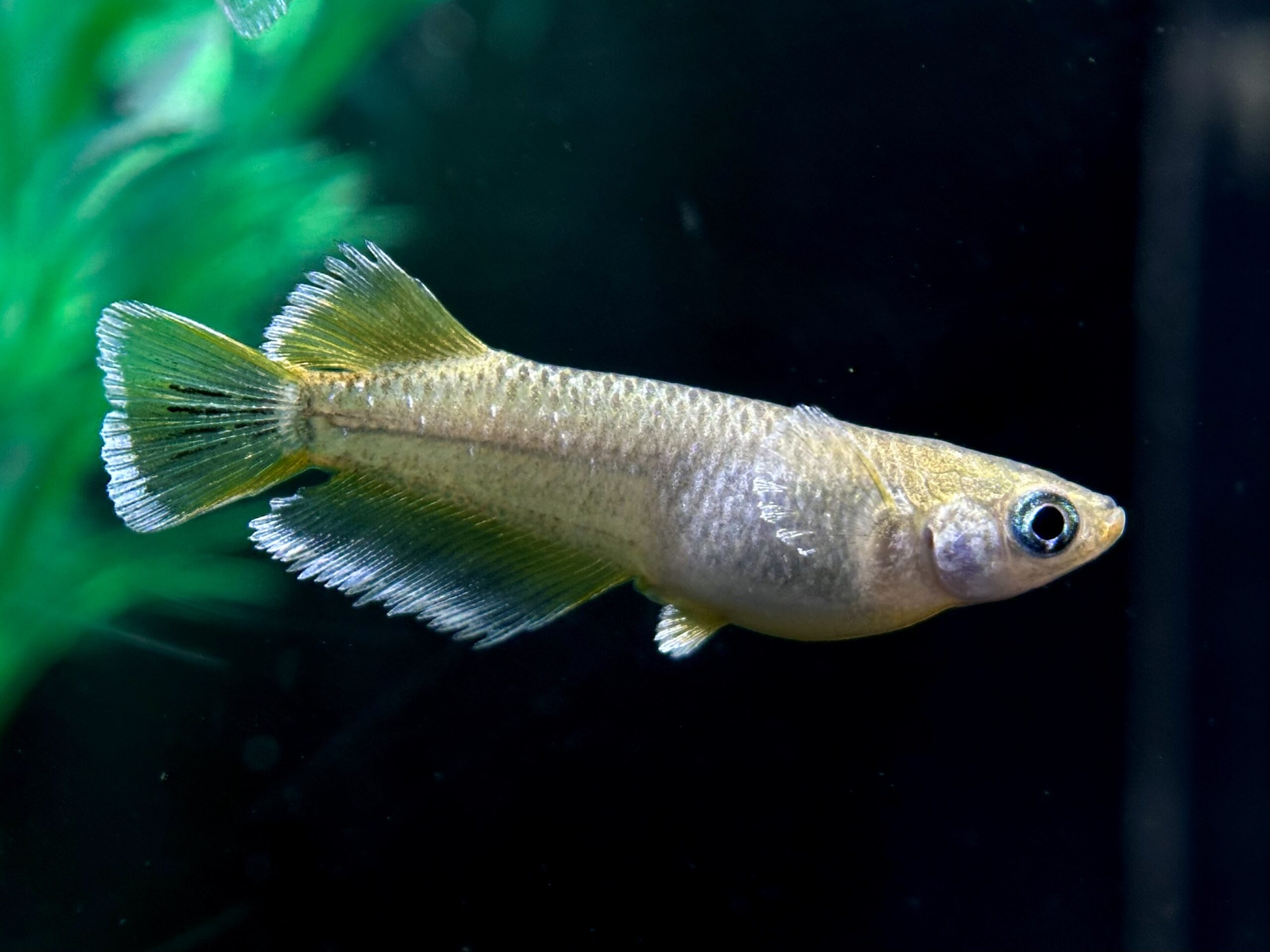 🔥 大河めだかブリード　ミモザード　1ペア(サ) 3/4 21:30終了 [ID:5140]