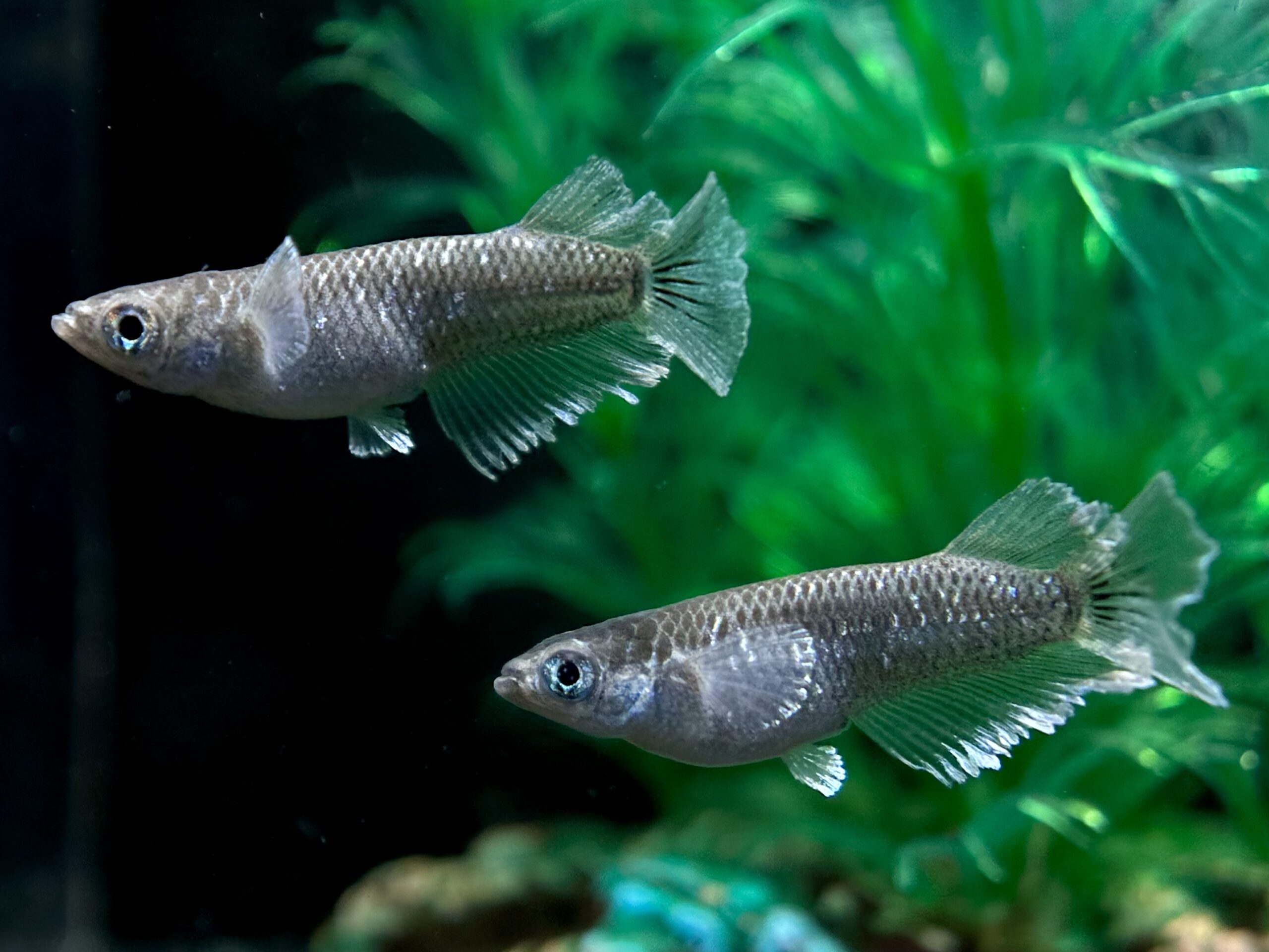 🔥 河めだか　ヴァカラ オス2 (サ) 3/4 21:10終了 [ID:5122]