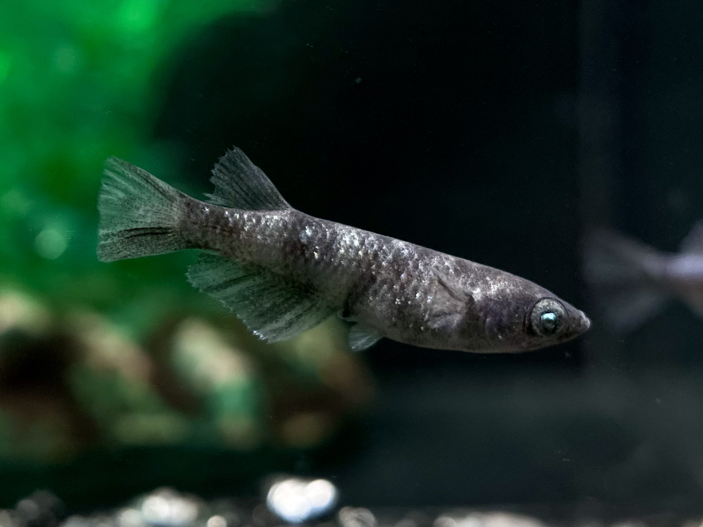 🔥 三池めだか　黝輝メジェドvol.2　1ペア(サ) 3/4 21:20終了 [ID:5151]