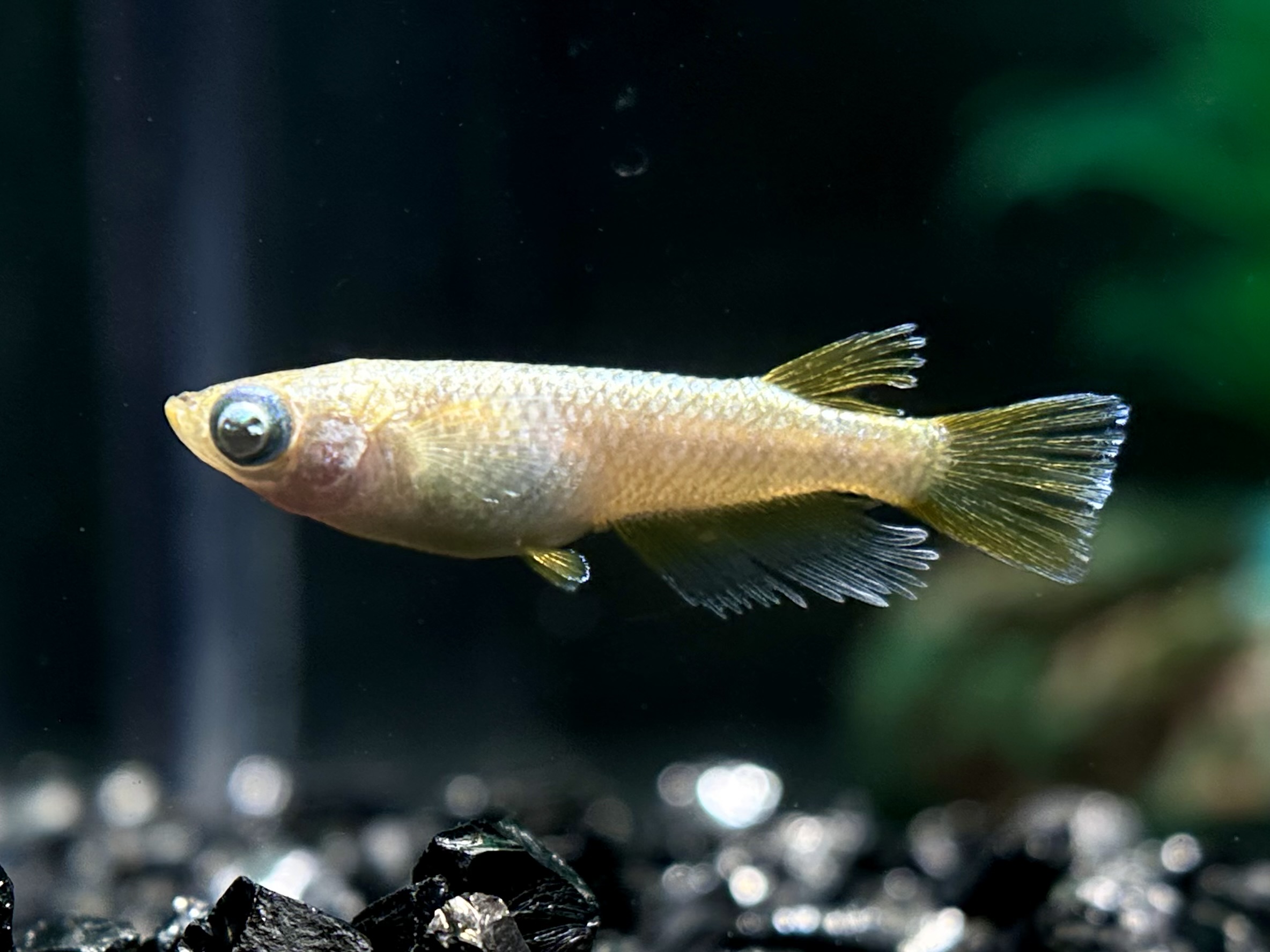 🔥 江戸ブリード　レガリア　1ペア(サ) 3/2 21:30終了 [ID:5146]