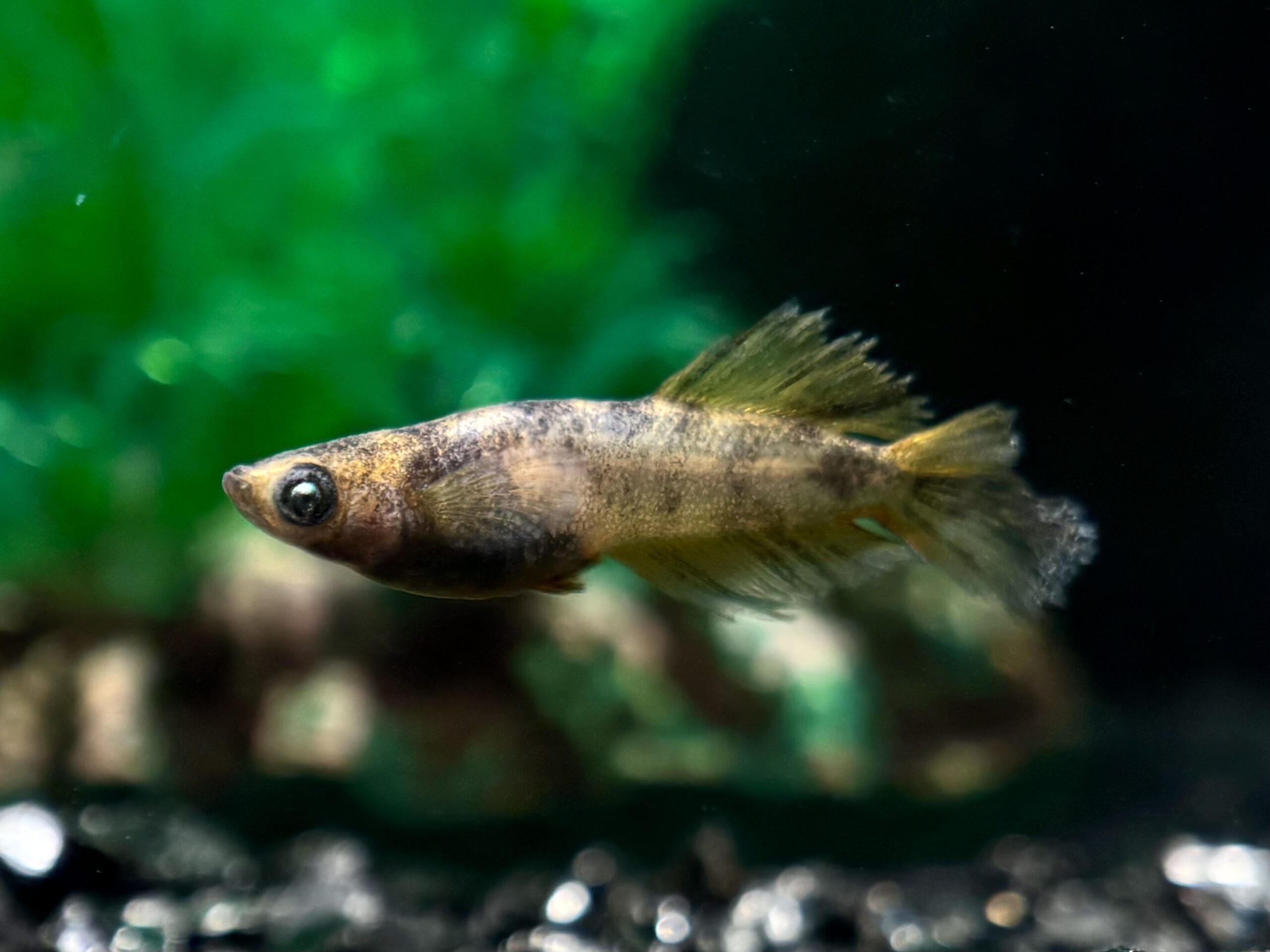 🔥 大河めだかブリード　零式ビースト　オス1 メス2 (サ) 3/2 21:20終了 [ID:5082]