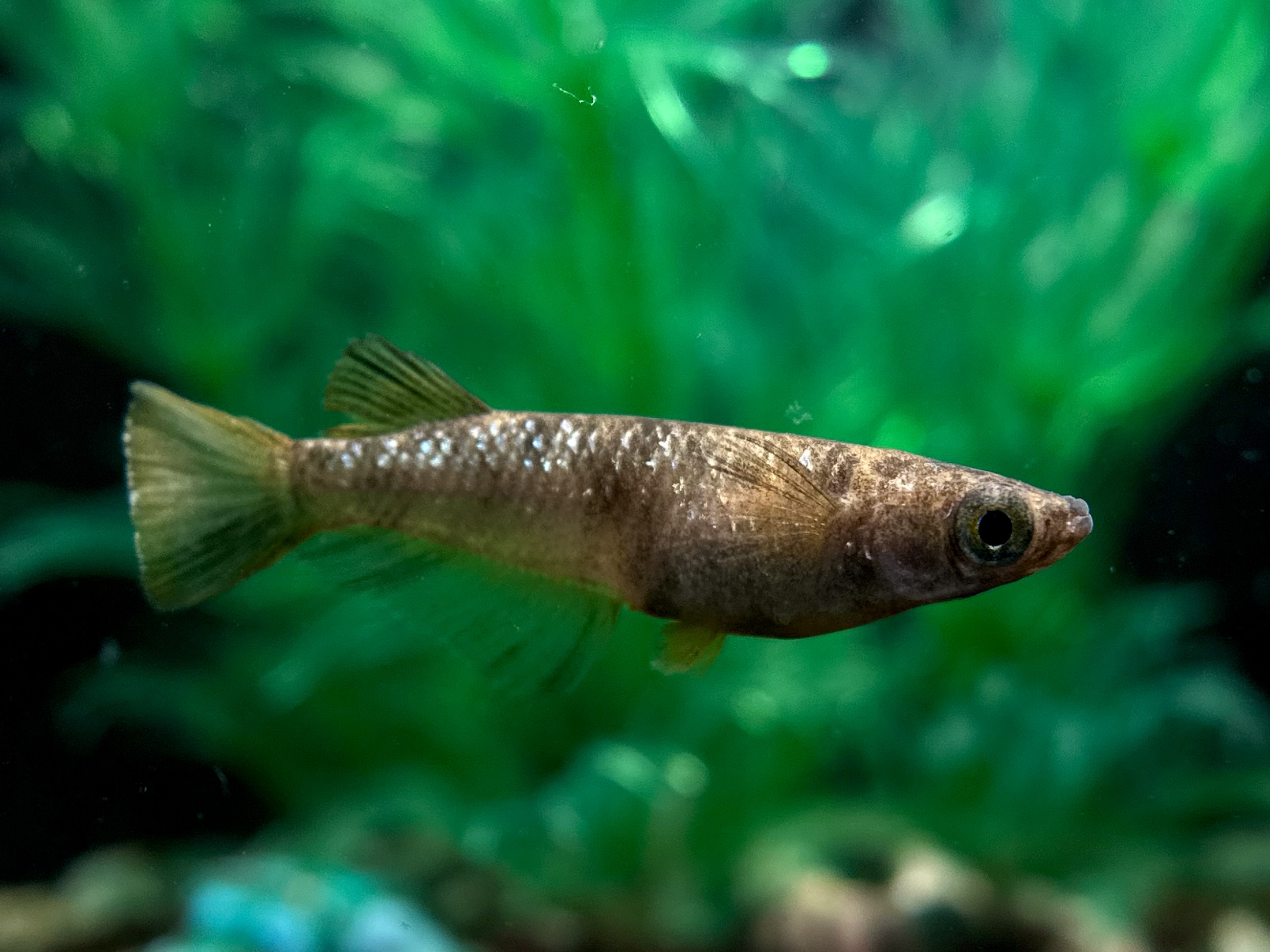 🔥 愛善めだか　壱伍　1ペア(サ) 3/4 21:25終了 [ID:5136]