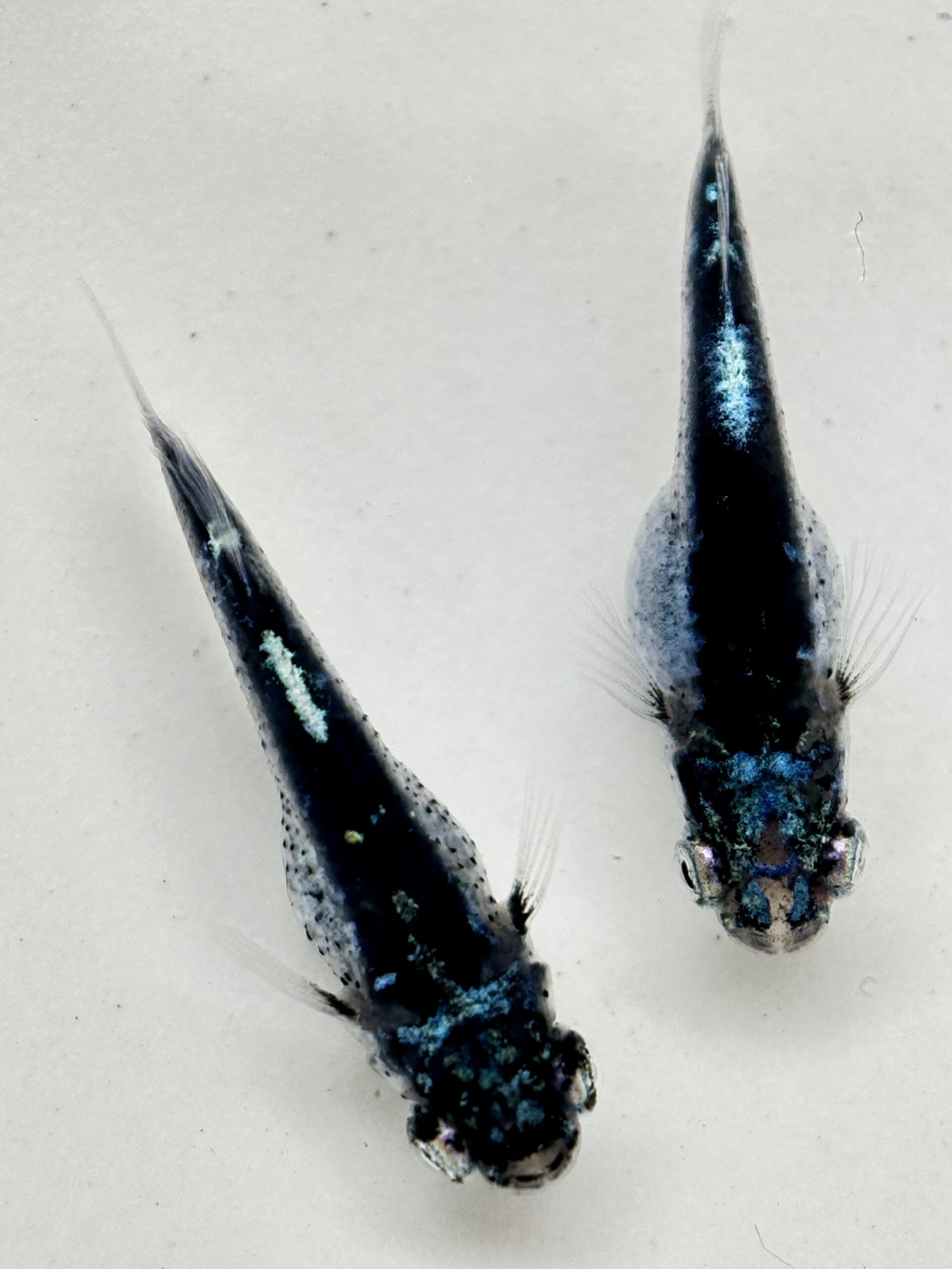 🔥 西郷めだか　初出)アイブル　1p 3/5 21:10終了 [ID:5210]