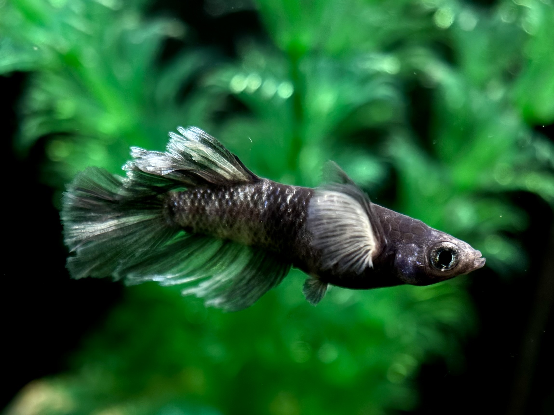 🔥 めだか処くろべぇ　墨エラゴ　1p 3/5 21:30 [ID:5253]