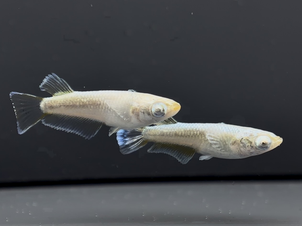 🔥 大河めだかブリード　ミモザード　1ペア(サ) 3/6 21:30終了 [ID:5324]