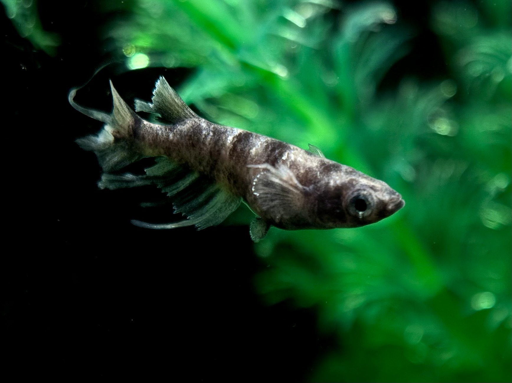 🔥 めだか処くろべぇ　墨燕(ぼくえん) 1p 3/5 21:35 [ID:5264]