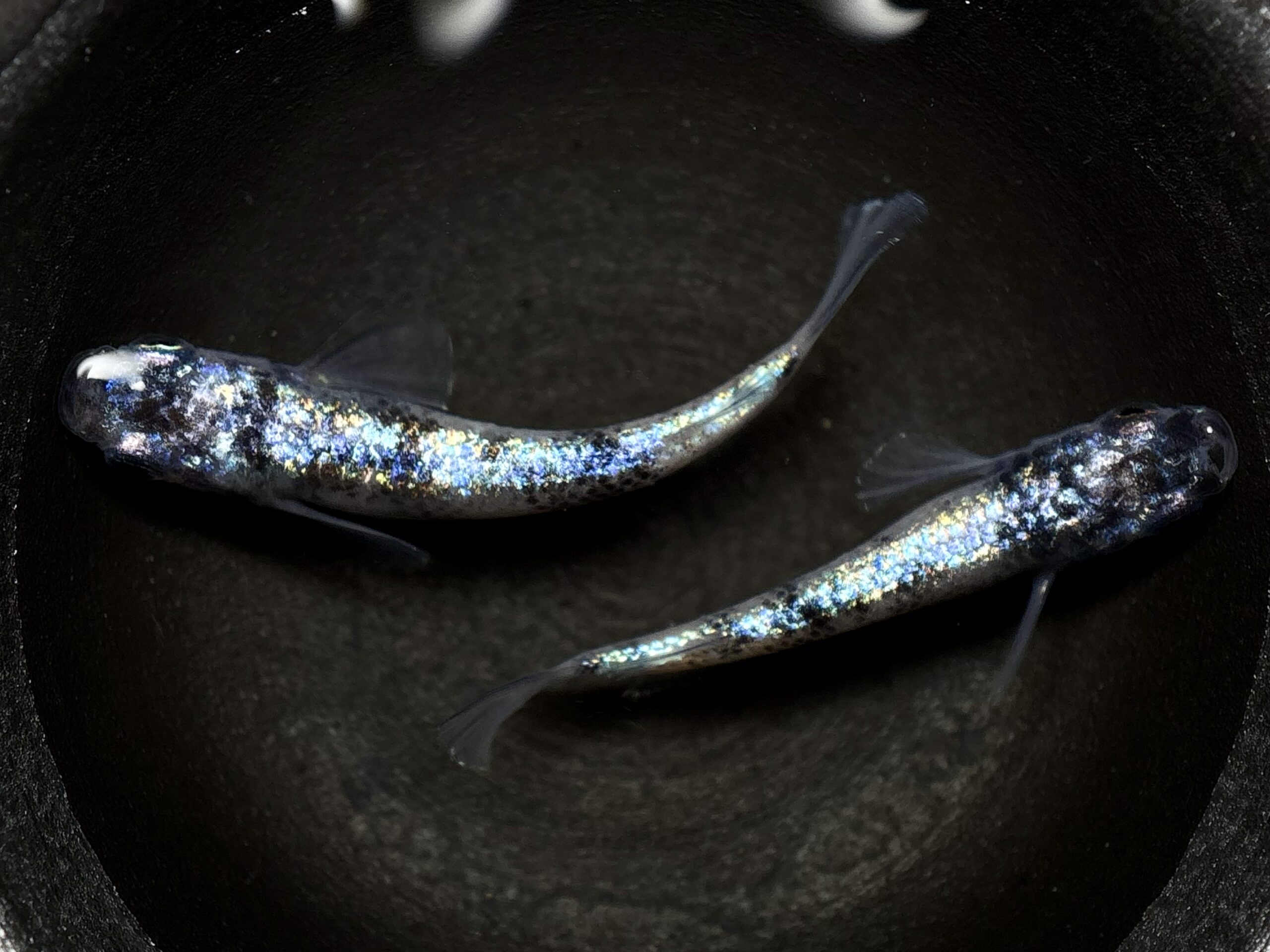 🔥 45めだか　倭寇蒼天　1ペア(サ) 3/5 21:15終了 [ID:5222]