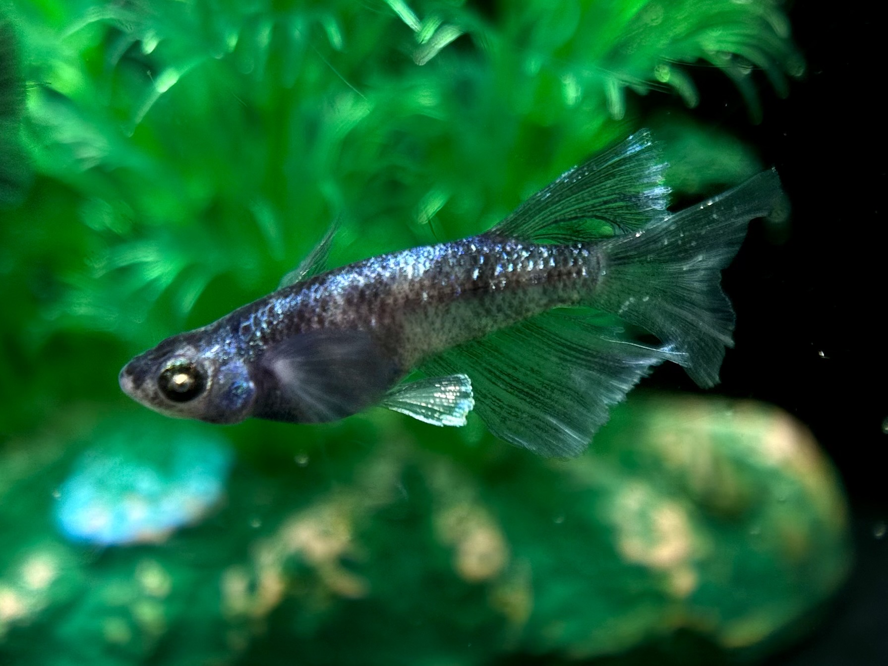 🔥 河めだか　シグマブルー　1p＋ヘテロ1p 3/6 21:15 [ID:5227]