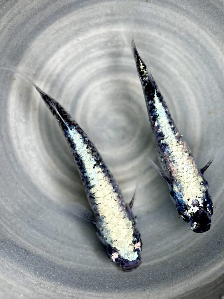 三池めだか　百零式　1p 10/19 21:29 [ID:21065]