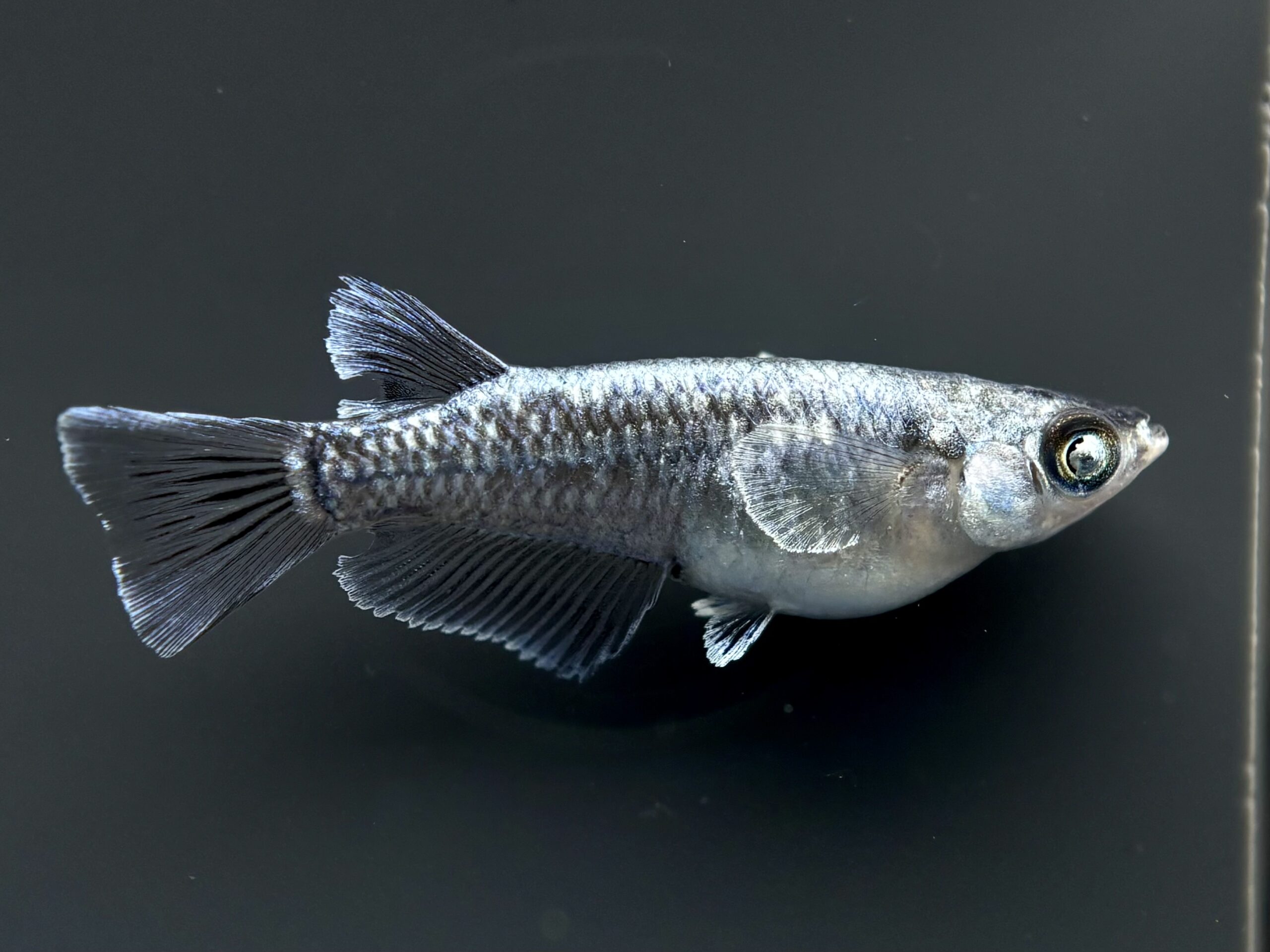 🔥 河めだか　ナイトブレイズ オス2 (サ) 3/6 21:10終了 [ID:5305]