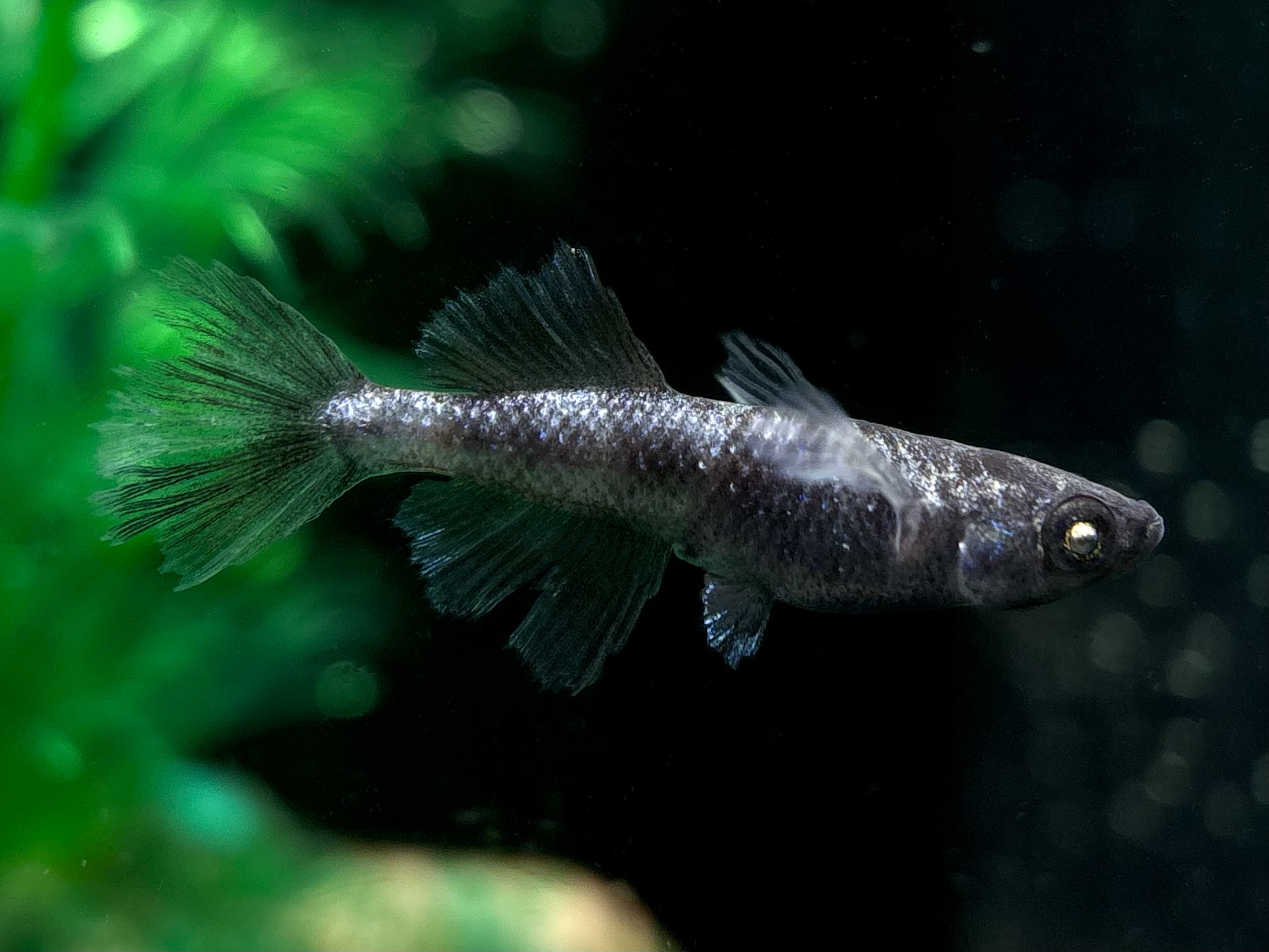 🔥 三池めだか　黝輝メジェドvol.2 1ペア(サ) 3/6 21:15終了 [ID:5308]