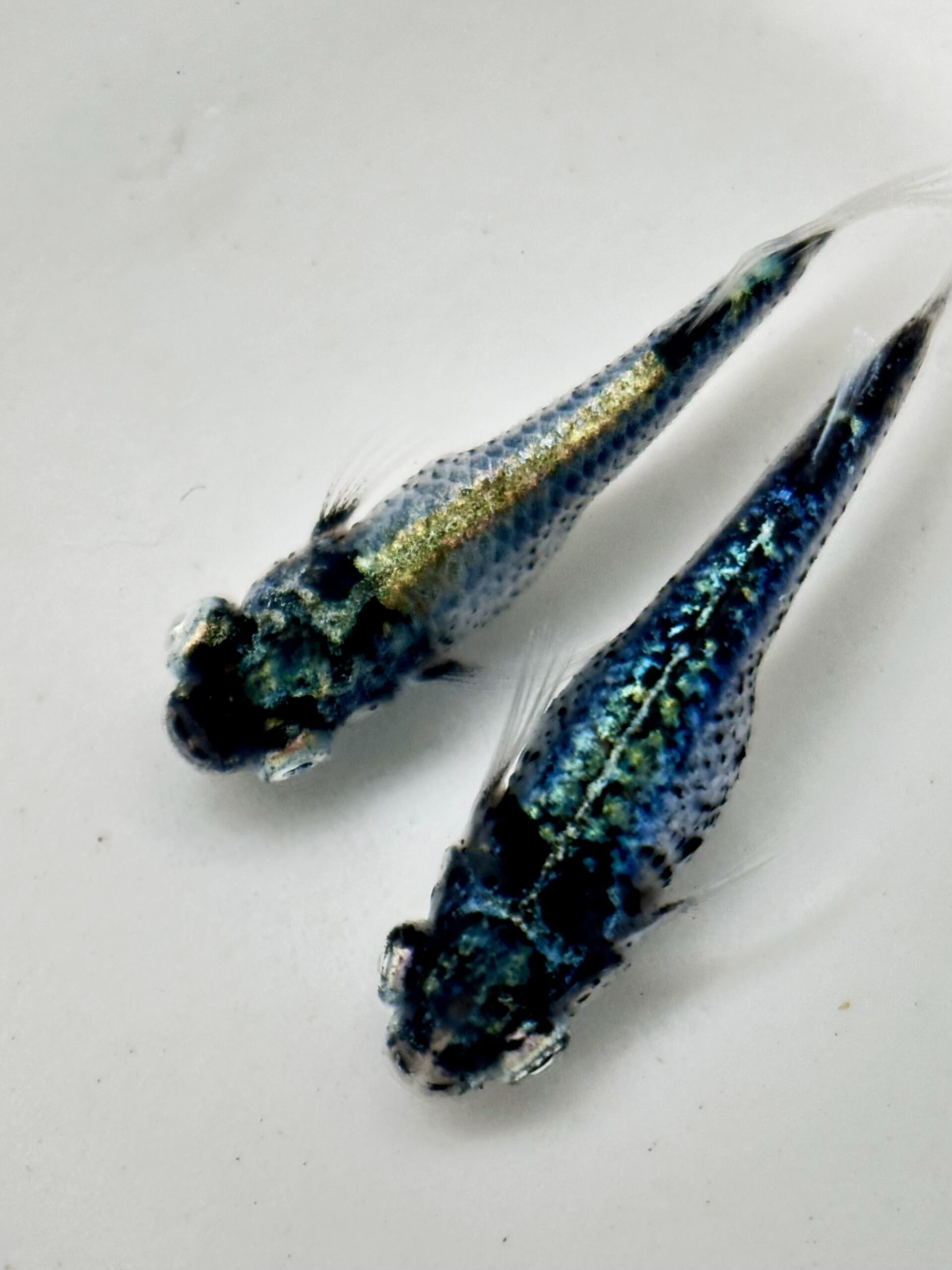 🔥 西郷めだか　藍　1p 3/5 21:20 [ID:5243]