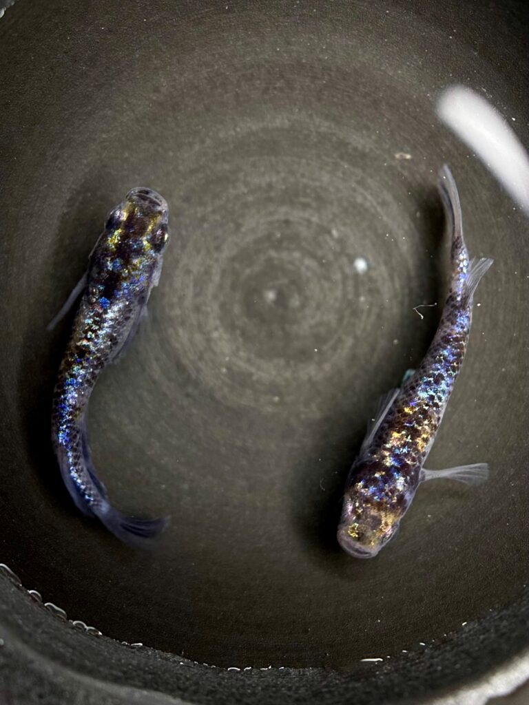 ハロメダカ　バカラ三色　1p 10/19 21:36 [ID:21085]