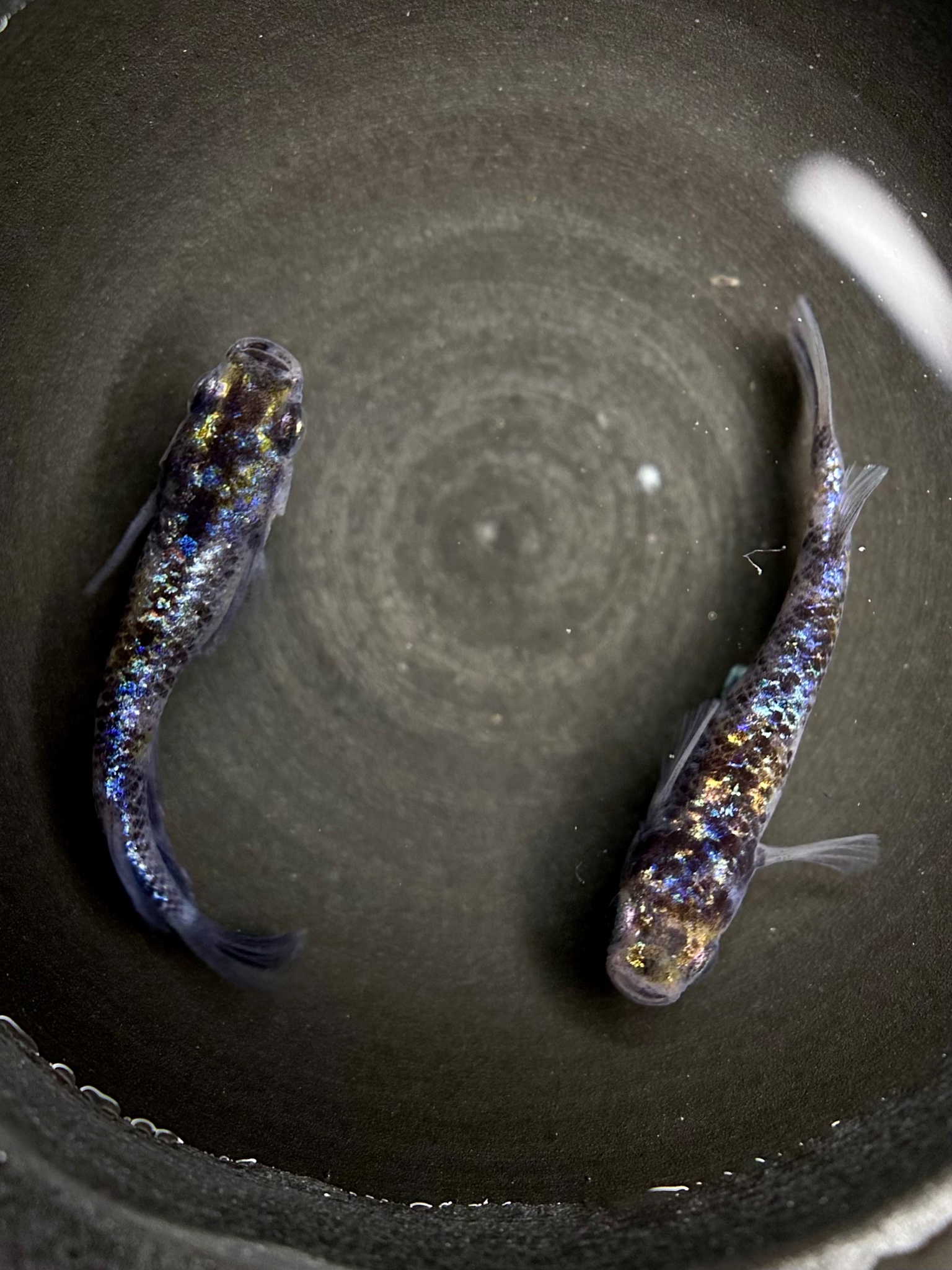 ハロメダカ　バカラ三色　1p 10/19 21:36 [ID:21085]