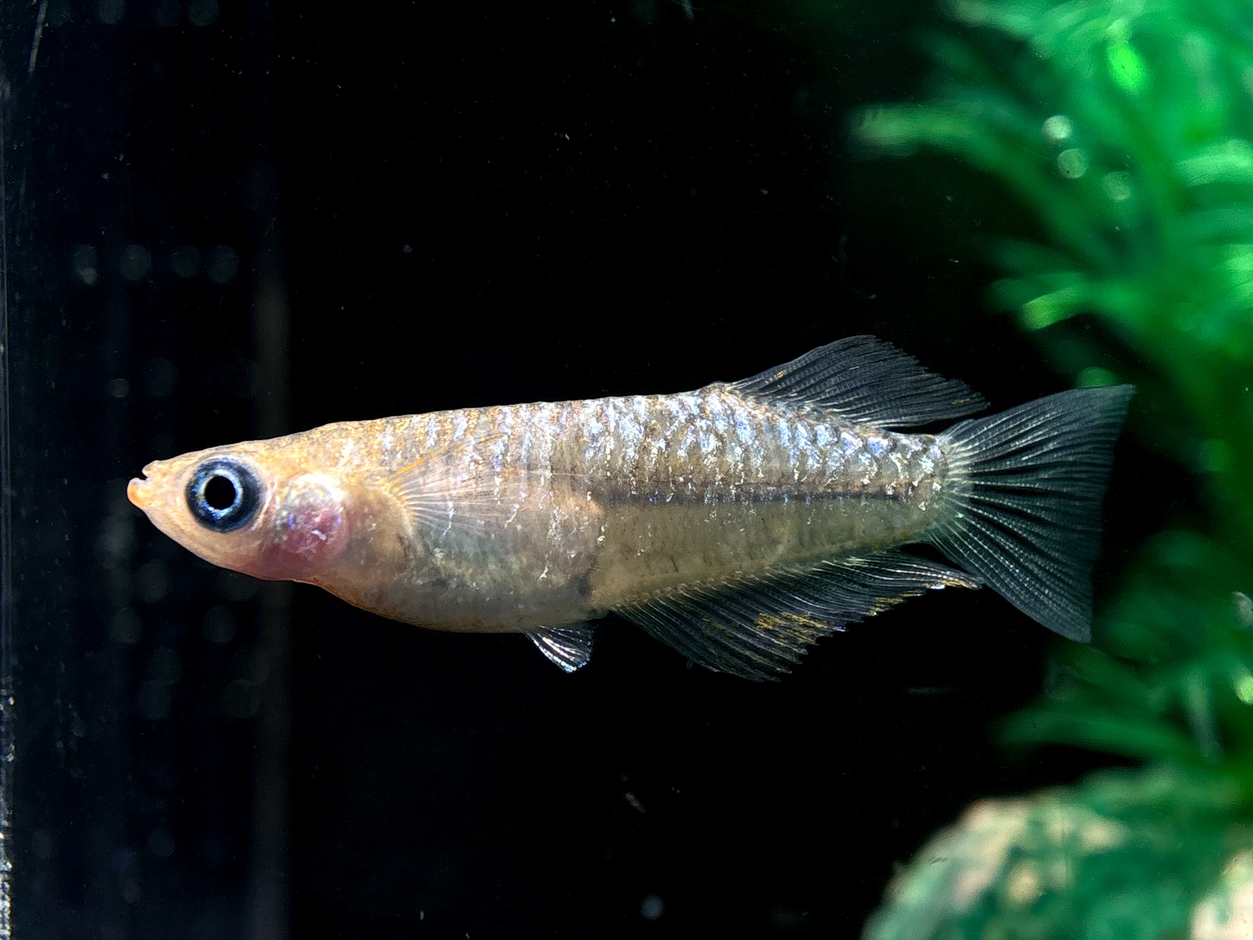 🔥 万年めだか　鏡花水月　1ペア(サ) 3/6 21:20終了 [ID:5312]