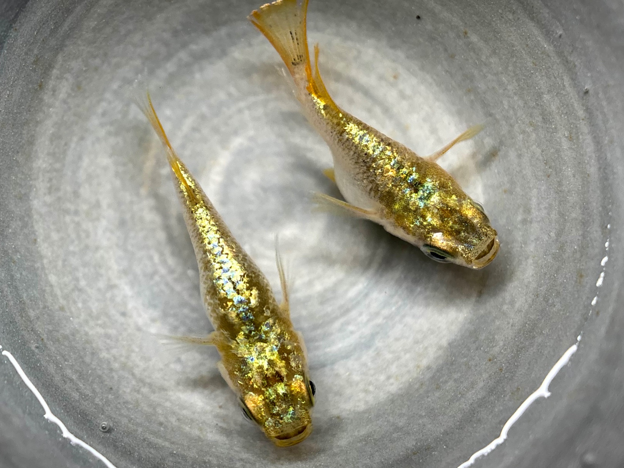 ENNMA東京養魚場) ネプチューン黄金ダルマ　1ペア (サ) 10/19 21:10終了 [ID:20993]