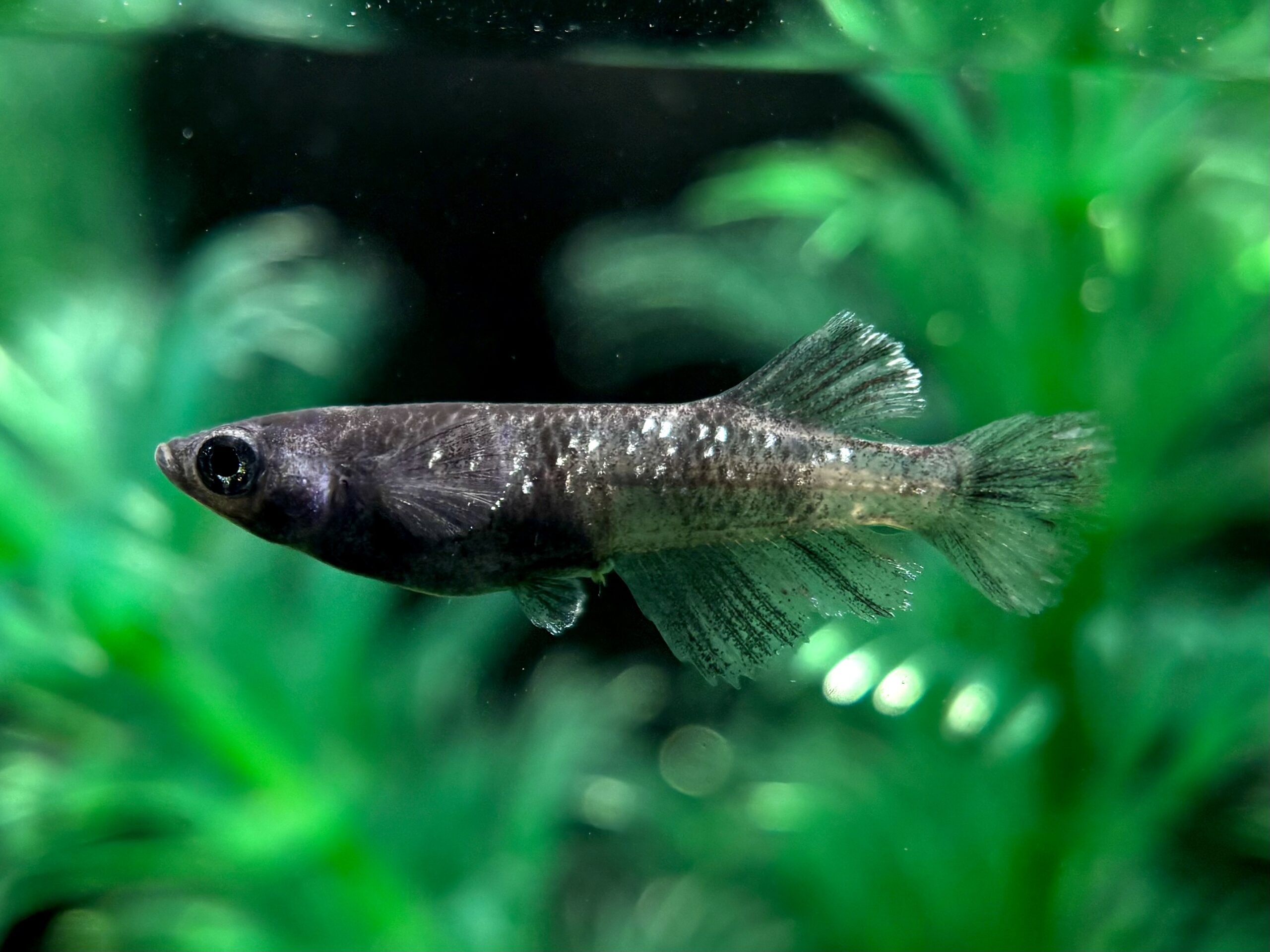 🔥 大河めだか　MWR00×黝輝メジェド オス1メス3 (サ) 3/6 21:25終了 [ID:5318]