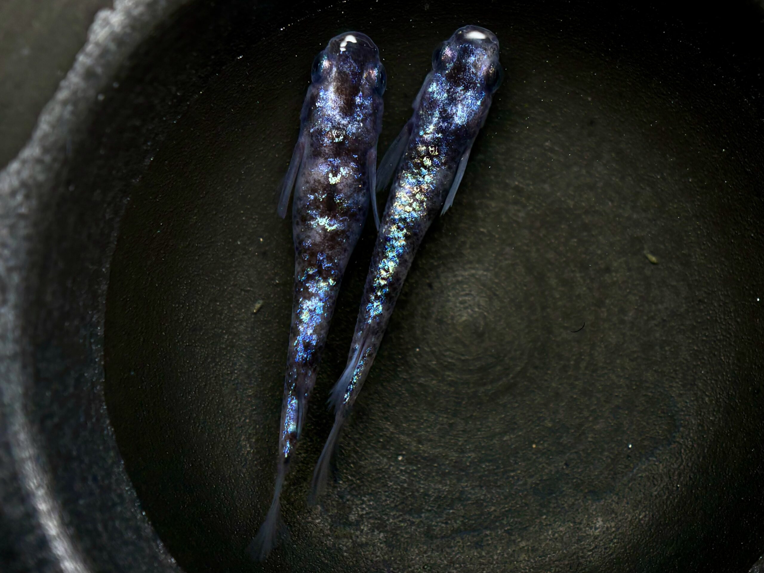 🔥 45めだか　倭寇蒼天　1ペア(サ) 3/7 21:13終了 [ID:5493]