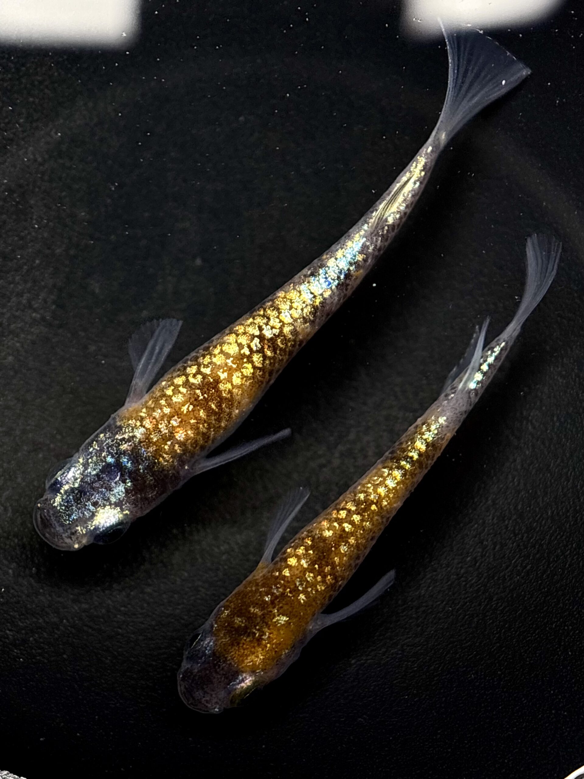 🔥 45めだか　倭寇蒼天 三色系　1ペア(サ) 3/7 21:28終了 [ID:5507]