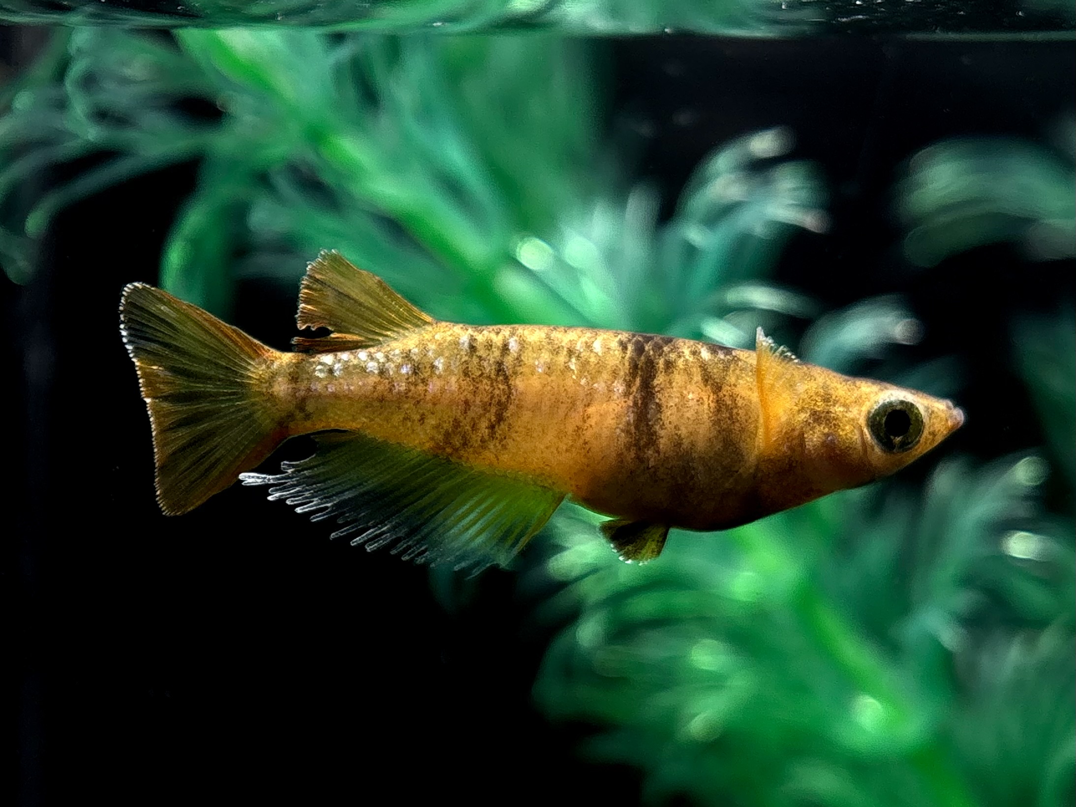 🔥 めだか処くろべぇ　MC-01 1ペア(サ) 3/7 21:18終了 [ID:5496]