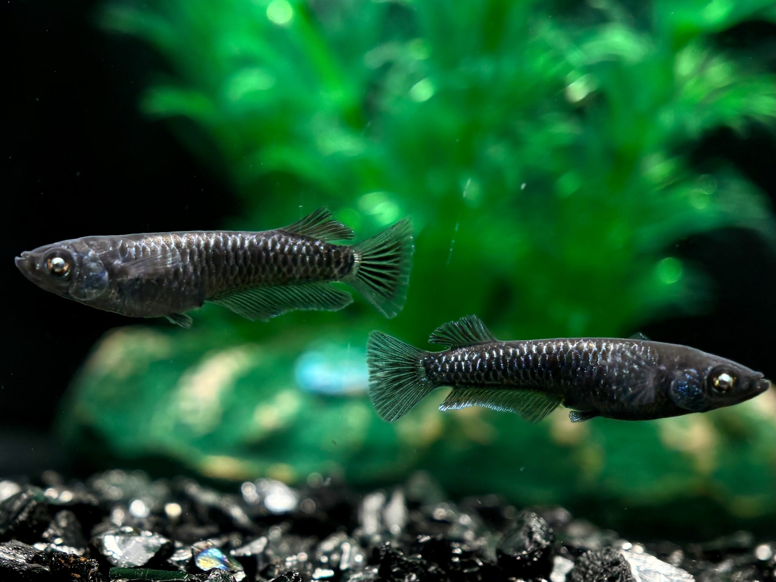 🔥 大河めだか　スケルター　1ペア(サ) 3/7 21:20終了 [ID:5502]