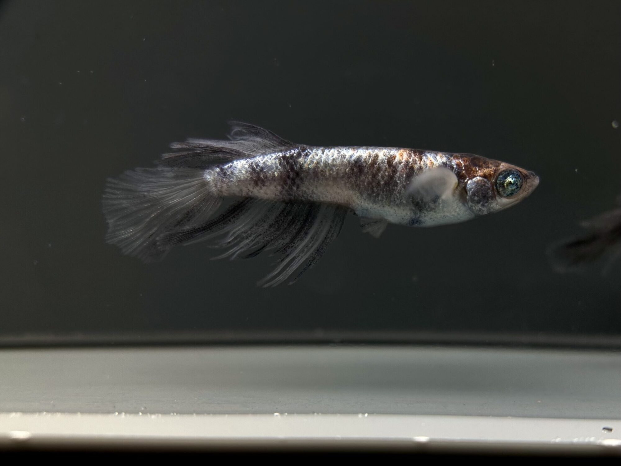 🔥 フジアクアグリーン神戸　初出品)黒紫龍　1p 5/6 21:10 [ID:9182]